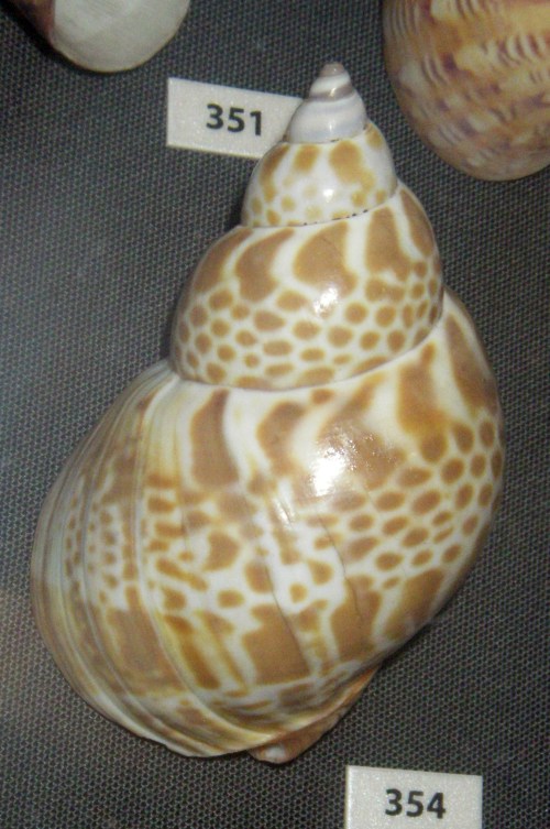 Japanese Ivory Shell (Babylonia japonica)