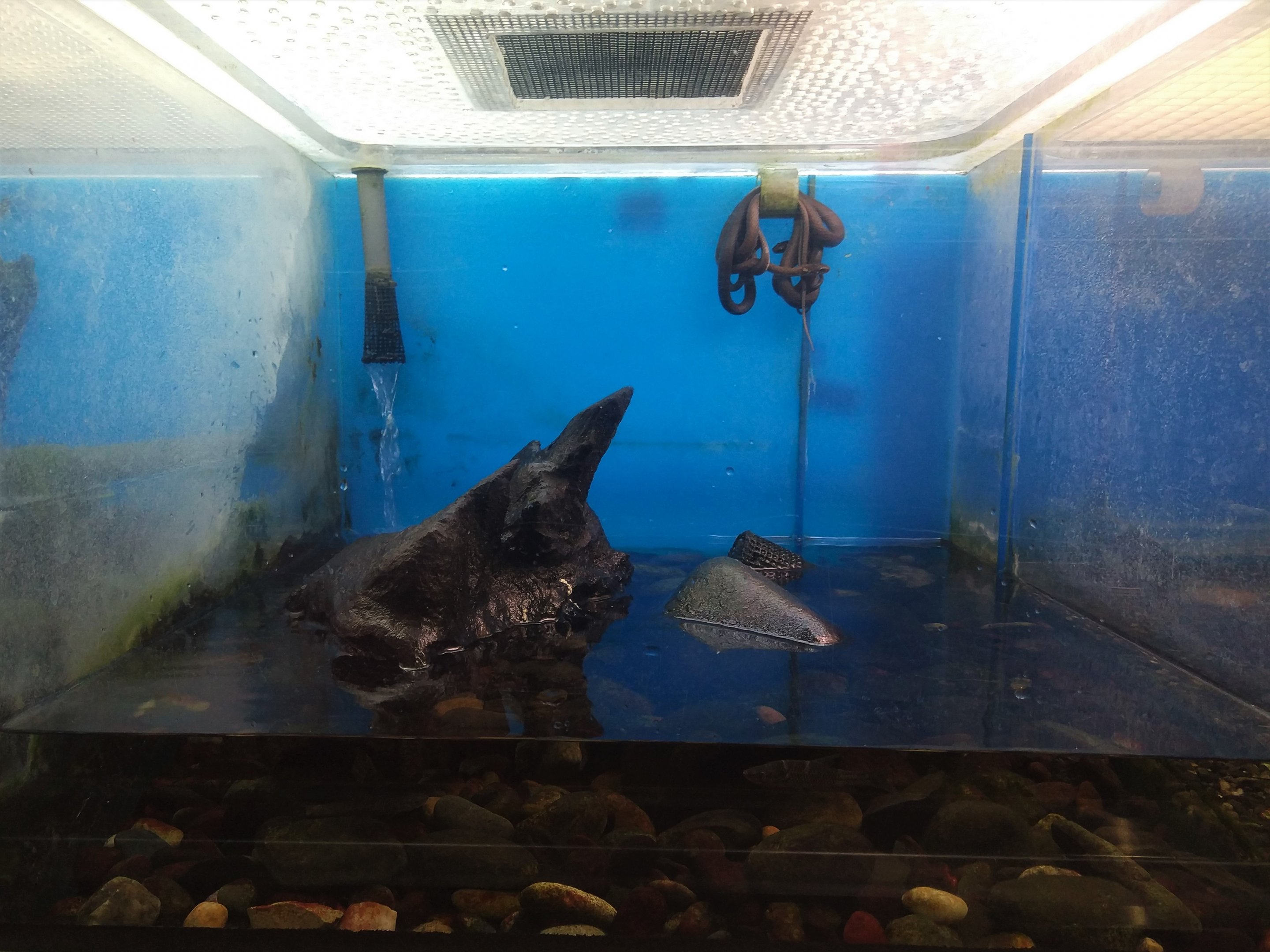 Japanese Keelback and  Japanese Mitten Crab Exhibit