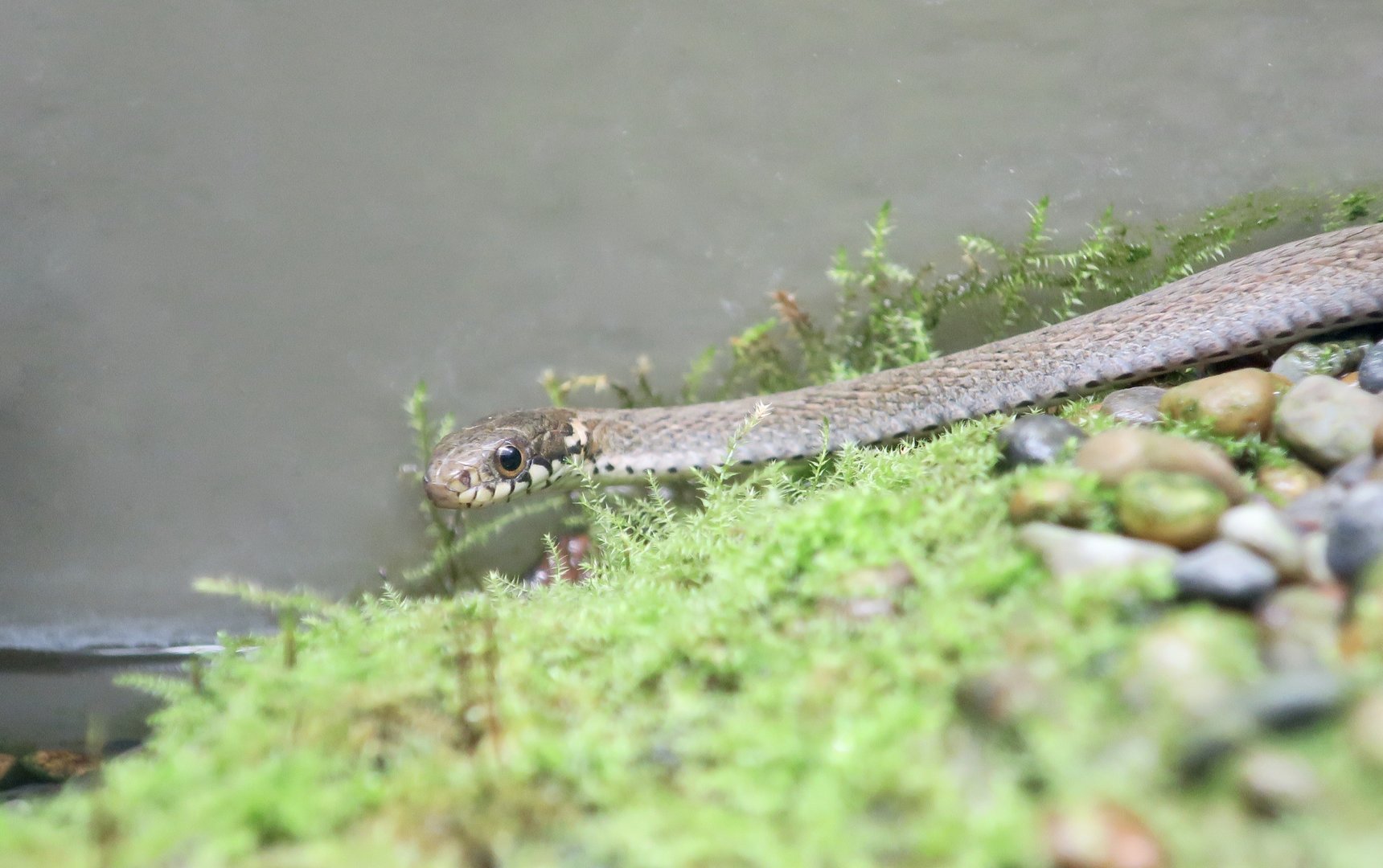 Japanese Keelback (Hebius vibakari)