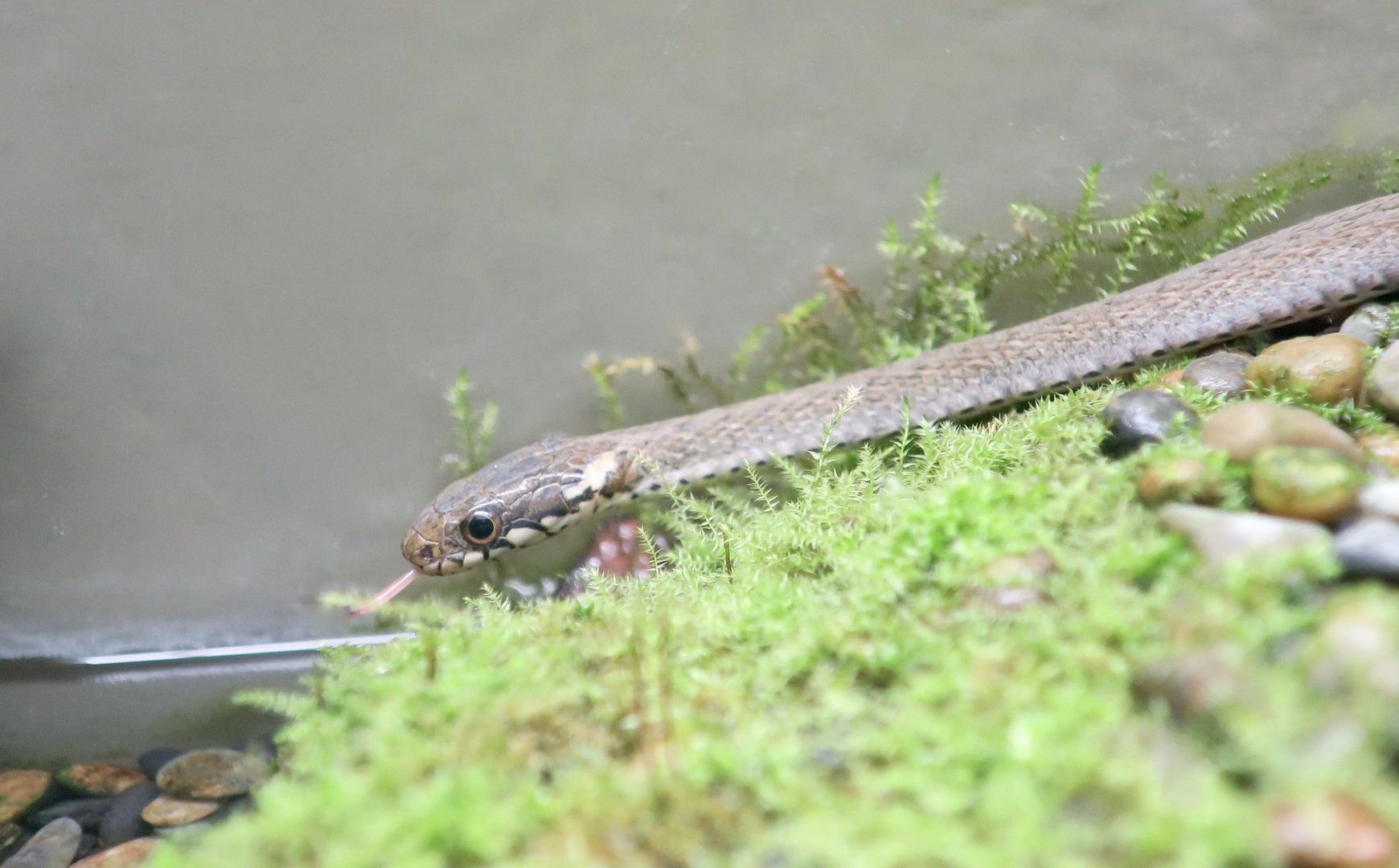 Japanese Keelback (Hebius vibakari)