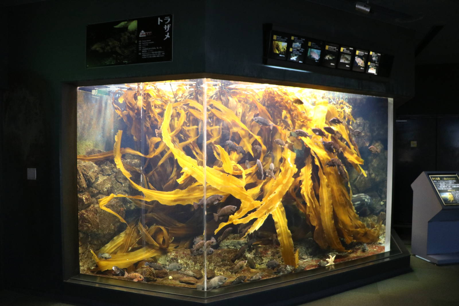 Japanese kelp (Kombu) exhibit, February 2016