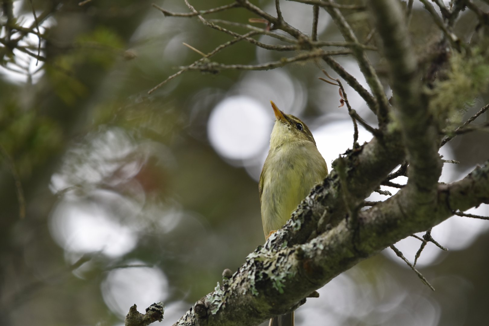 Japanese Leaf Warbler ~ Tsugaike Kogen, Hakuba, Nagano, Japan