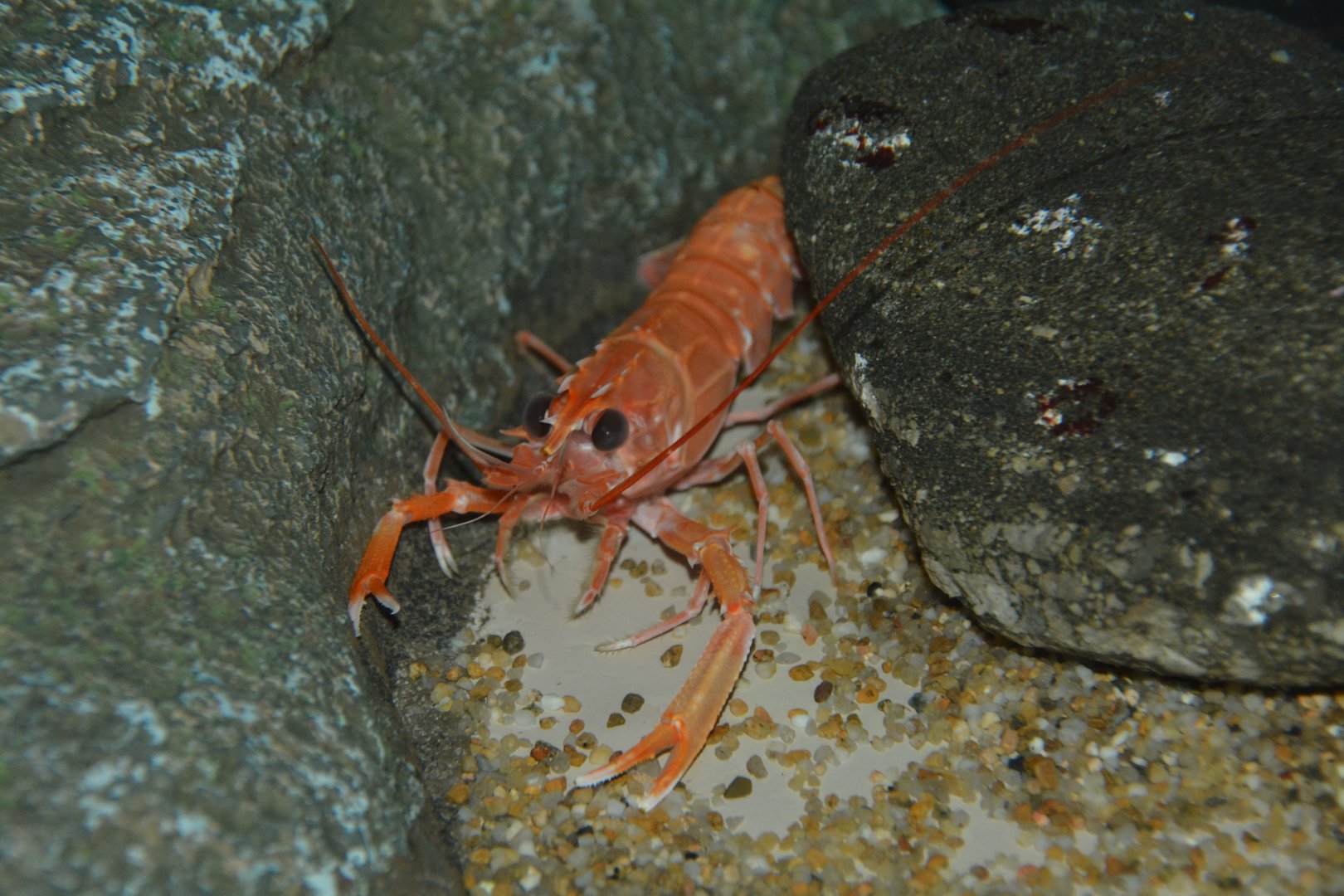 Japanese lobster (Metanephrops japonicus)