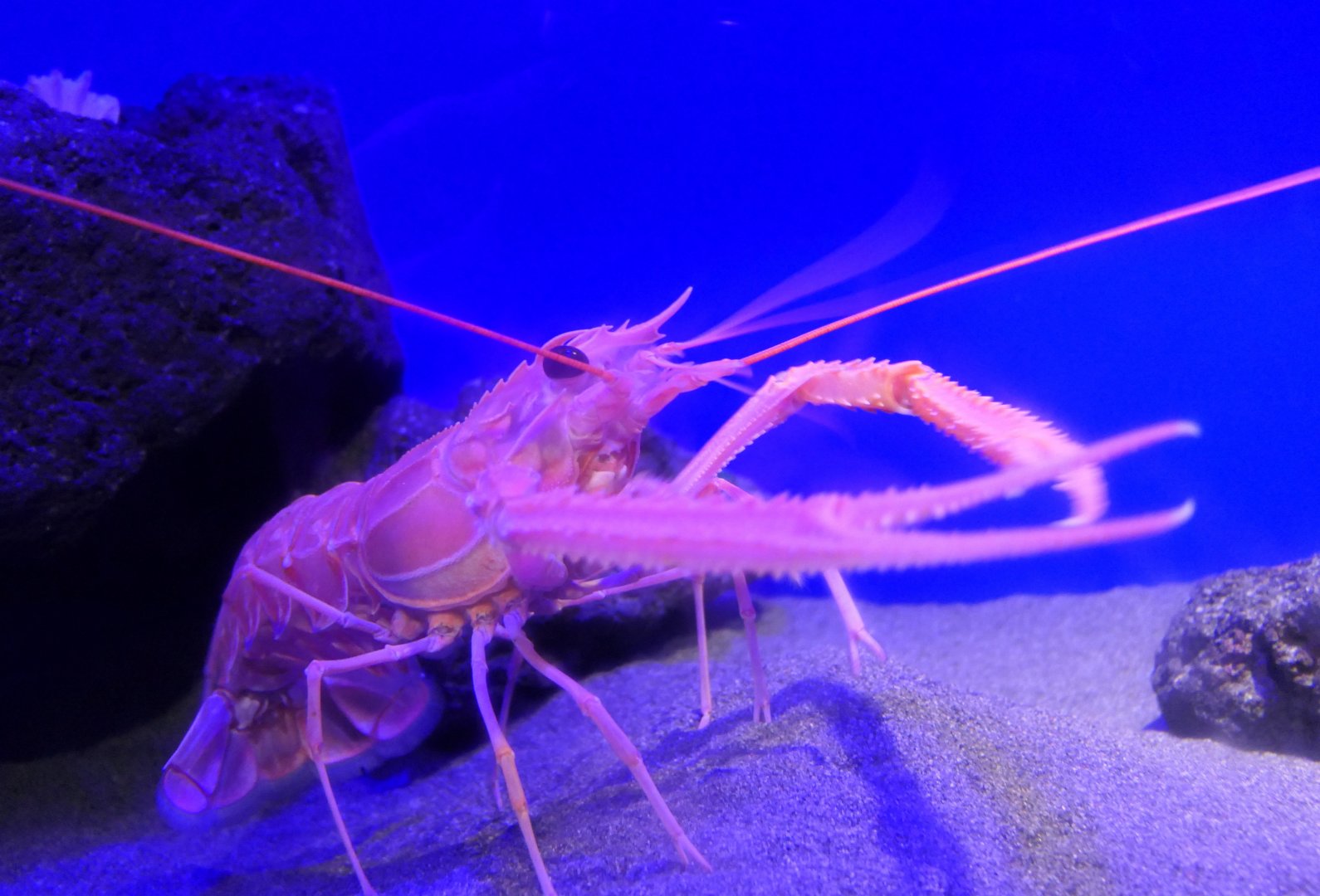 Japanese Lobster (Metanephrops japonicus)
