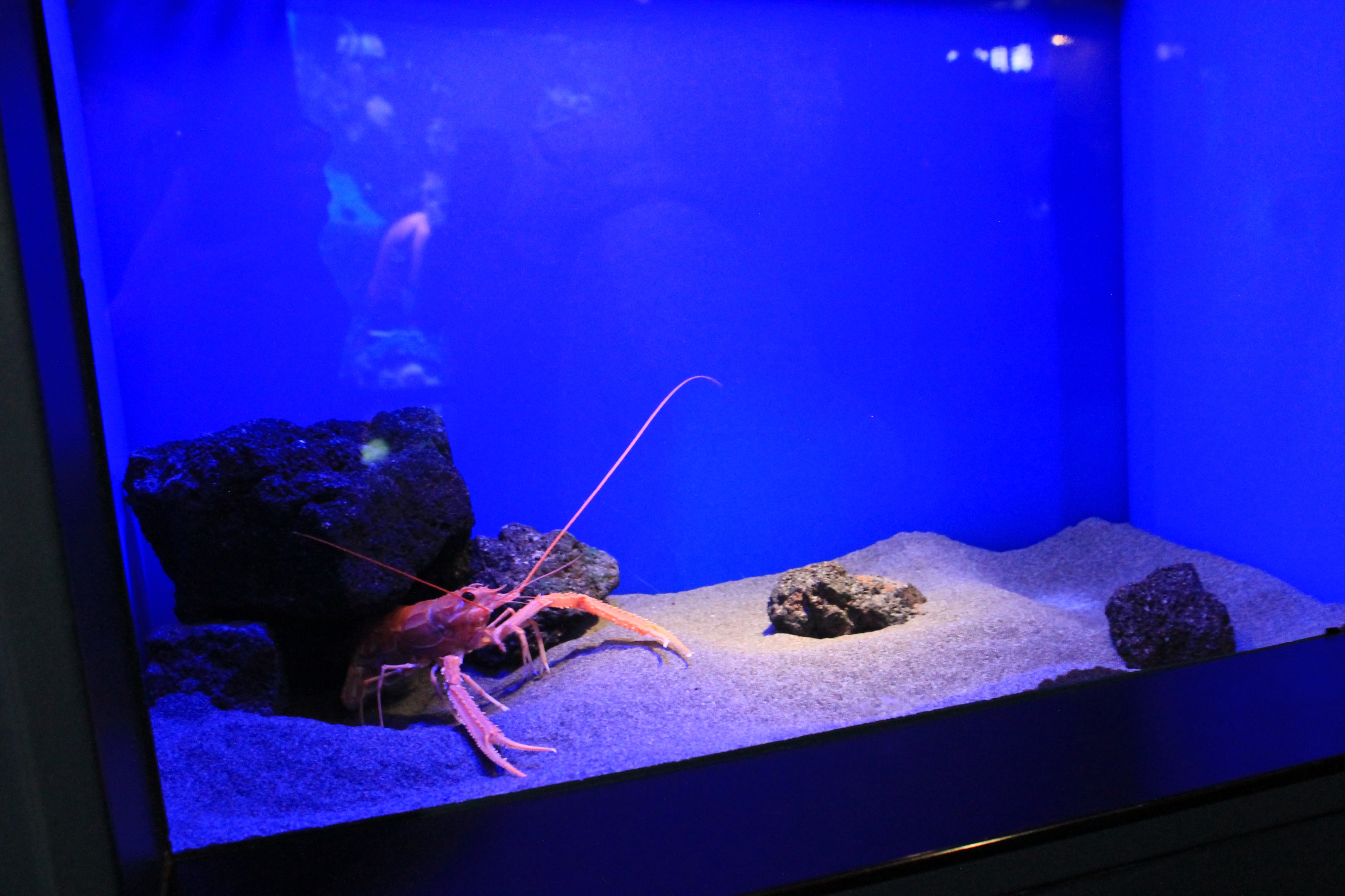 Japanese Lobster (Metanephrops japonicus)