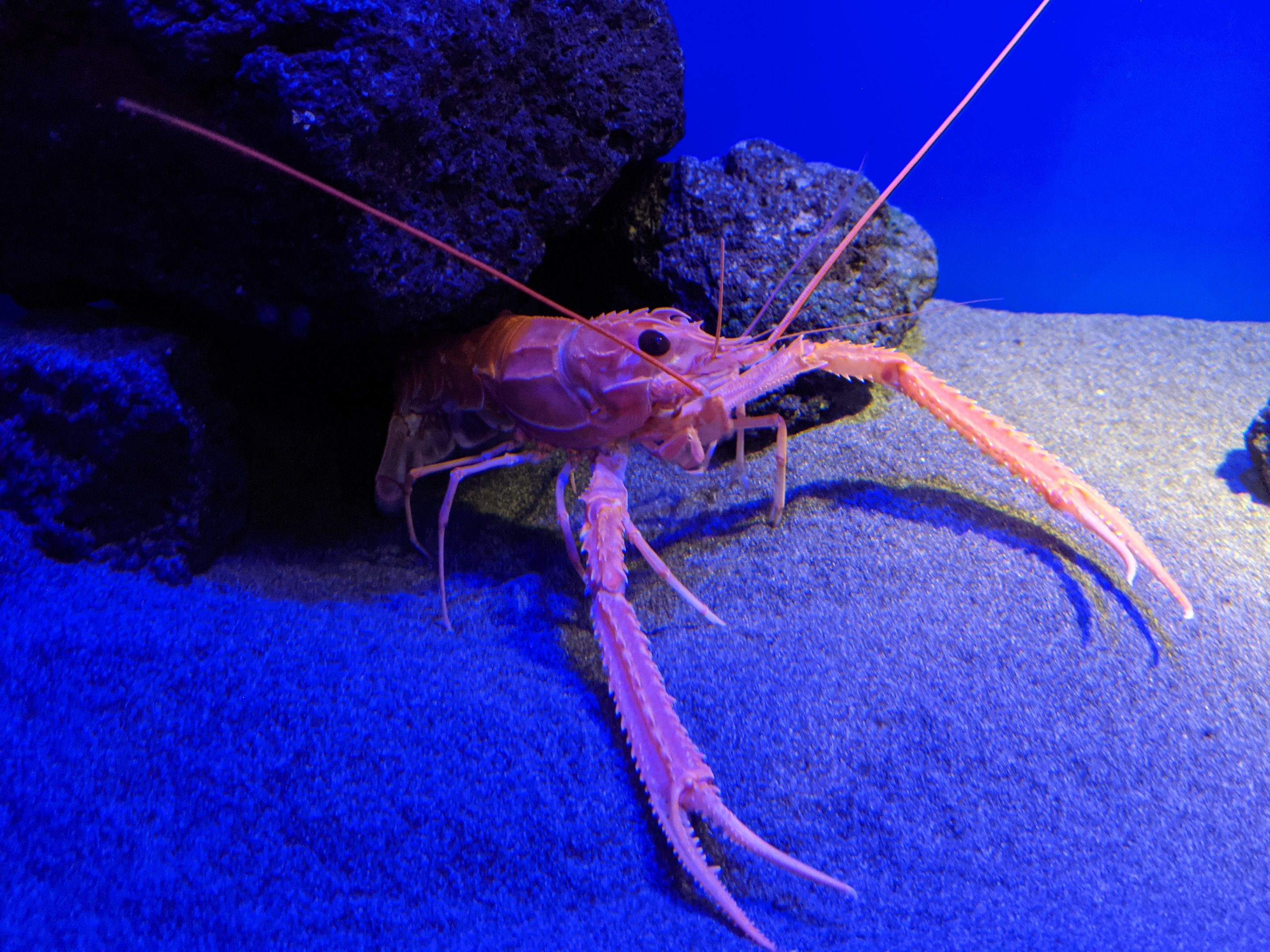 Japanese Lobster (Metanephrops japonicus)