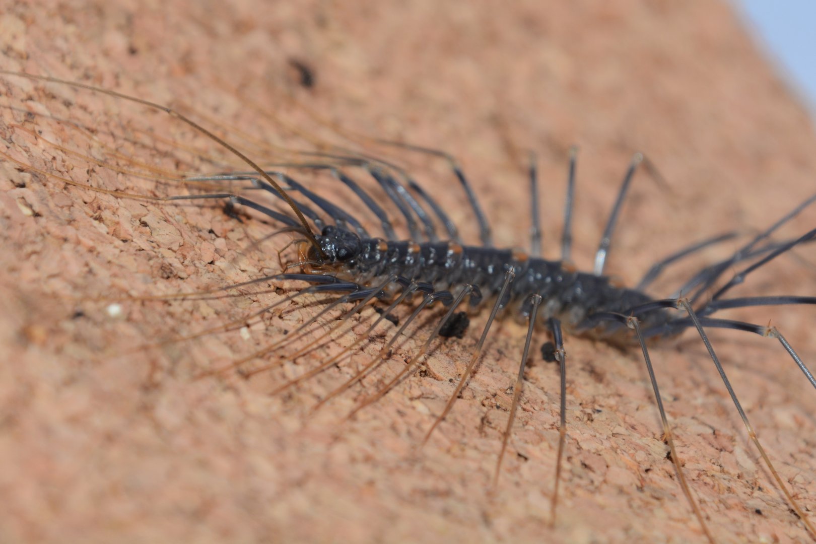 Japanese long-legged centipede (Thereuopoda clunifera)