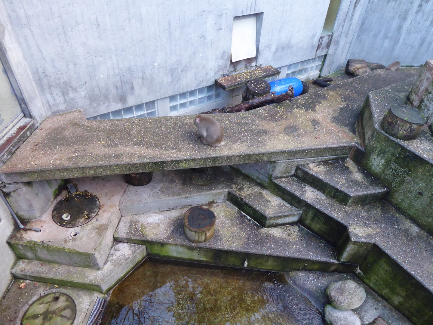 Japanese macaque 011218