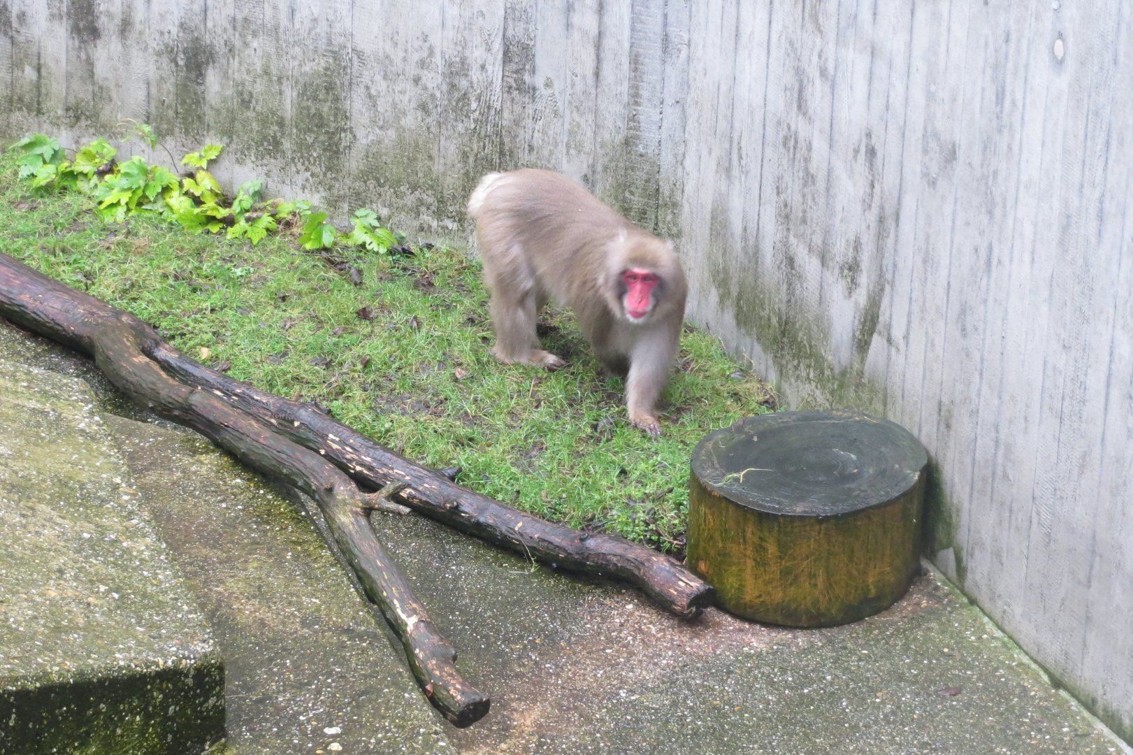 Japanese macaque 031218