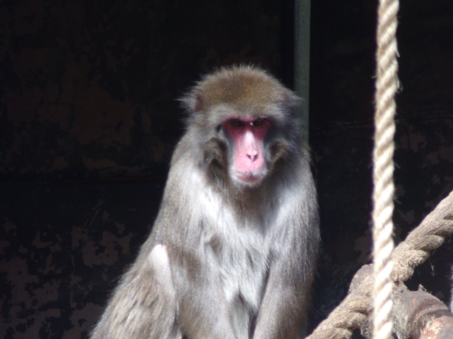 Japanese macaque 20.4.25