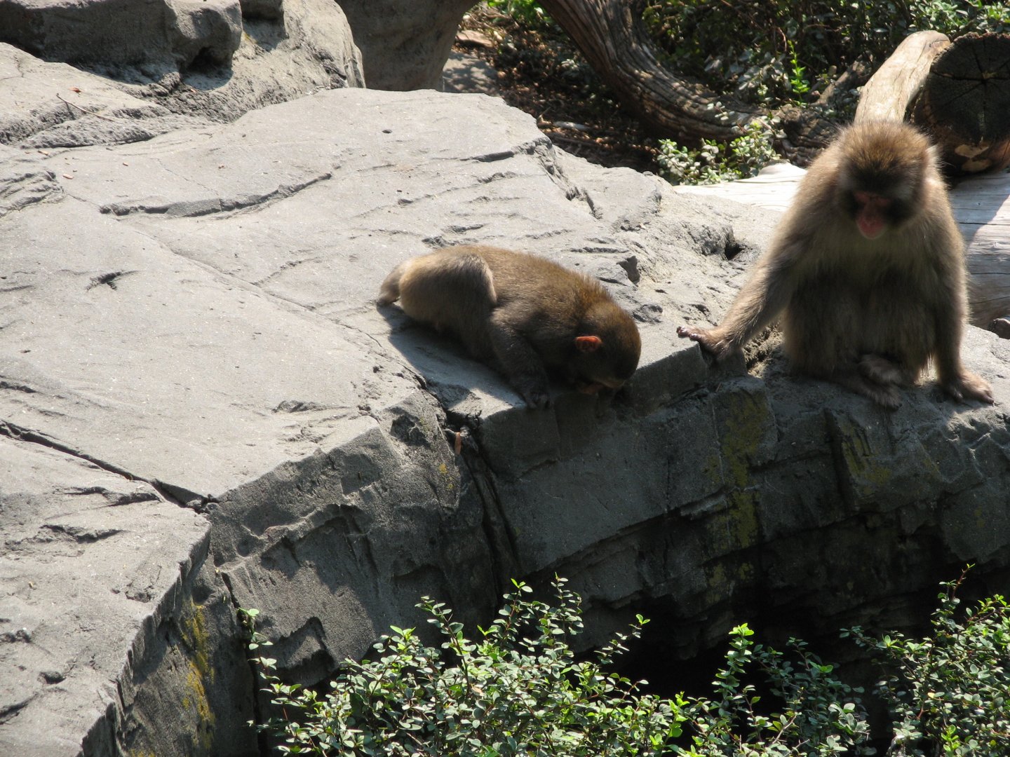 Japanese Macaque (2008)