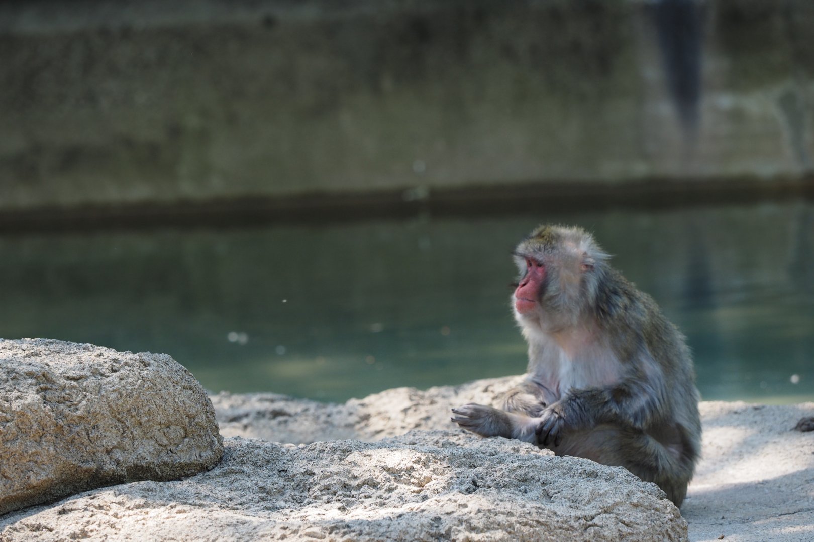 Japanese Macaque, 2017