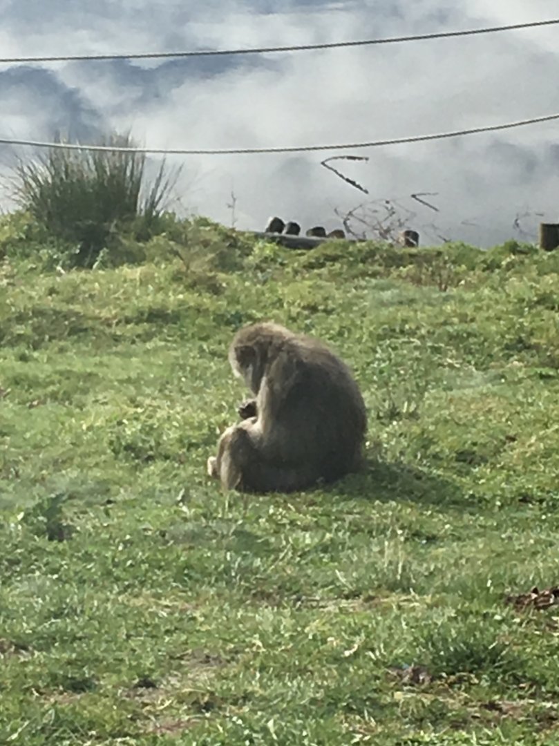 Japanese macaque (2019)