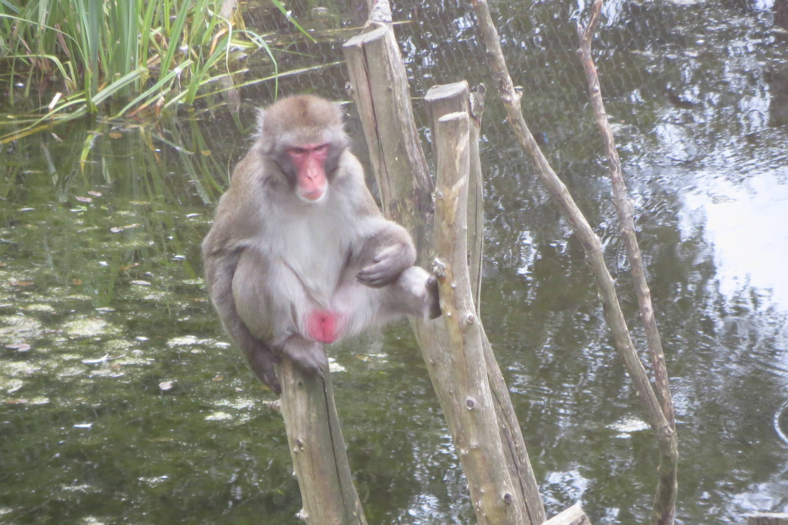Japanese Macaque 250815