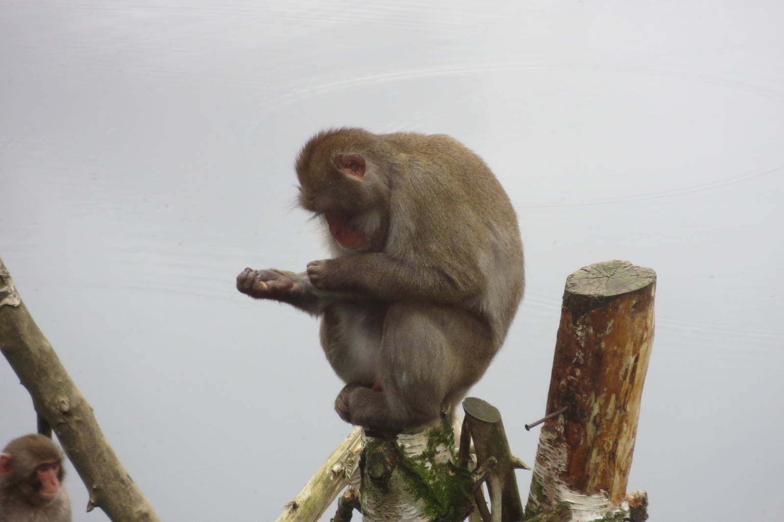 Japanese Macaque 250815