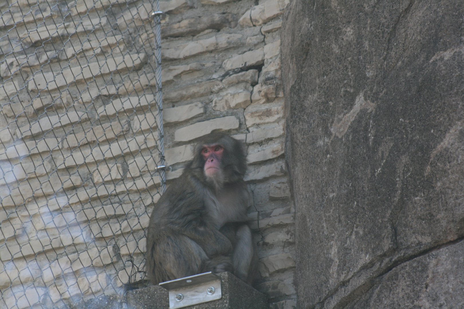 Japanese Macaque(3/9/2025)