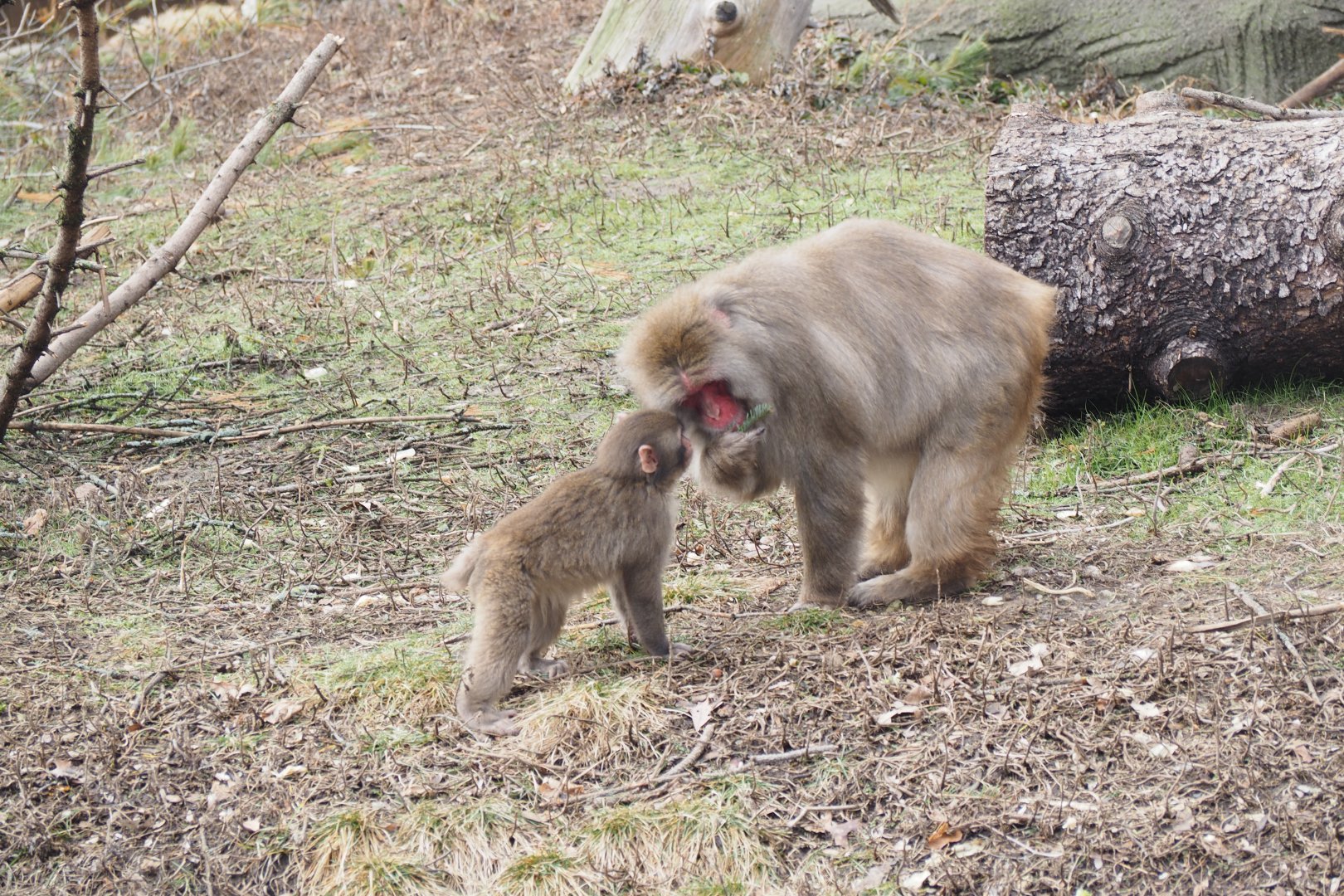 Japanese Macaque and Baby