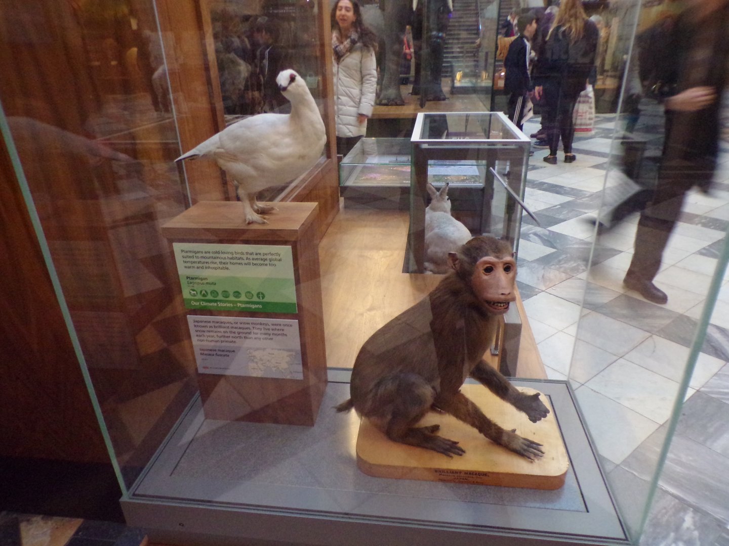 Japanese macaque and ptarmigan (taken at Kelvingrove museum) 12.2.24