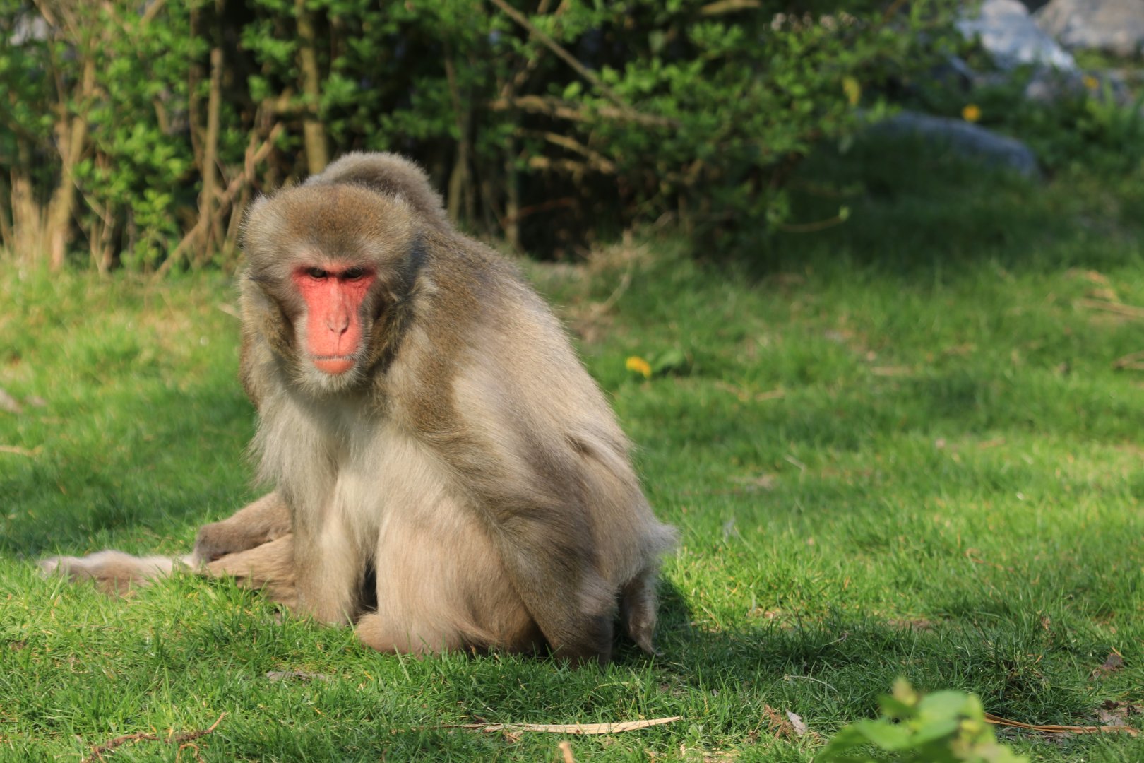 Japanese Macaque (April 2019)