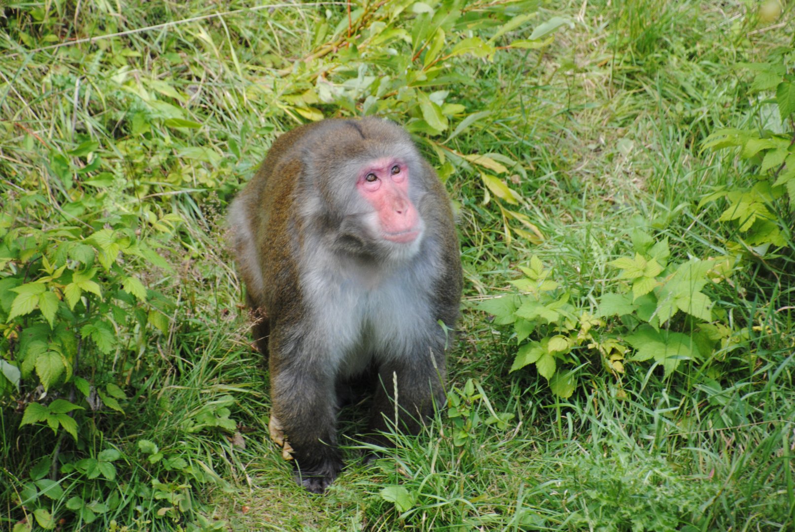 Japanese Macaque (Asia section)