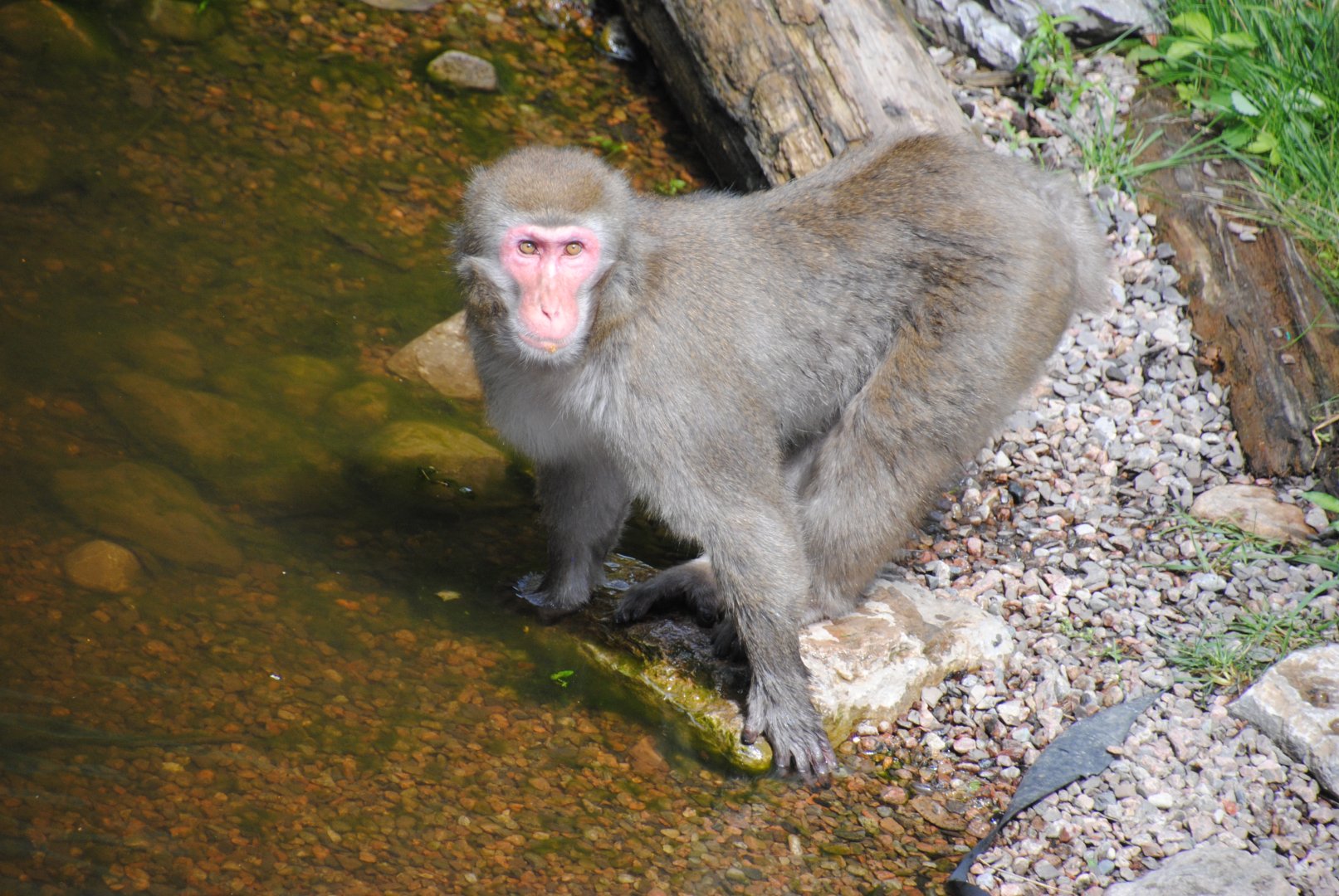 Japanese Macaque (Asia section)