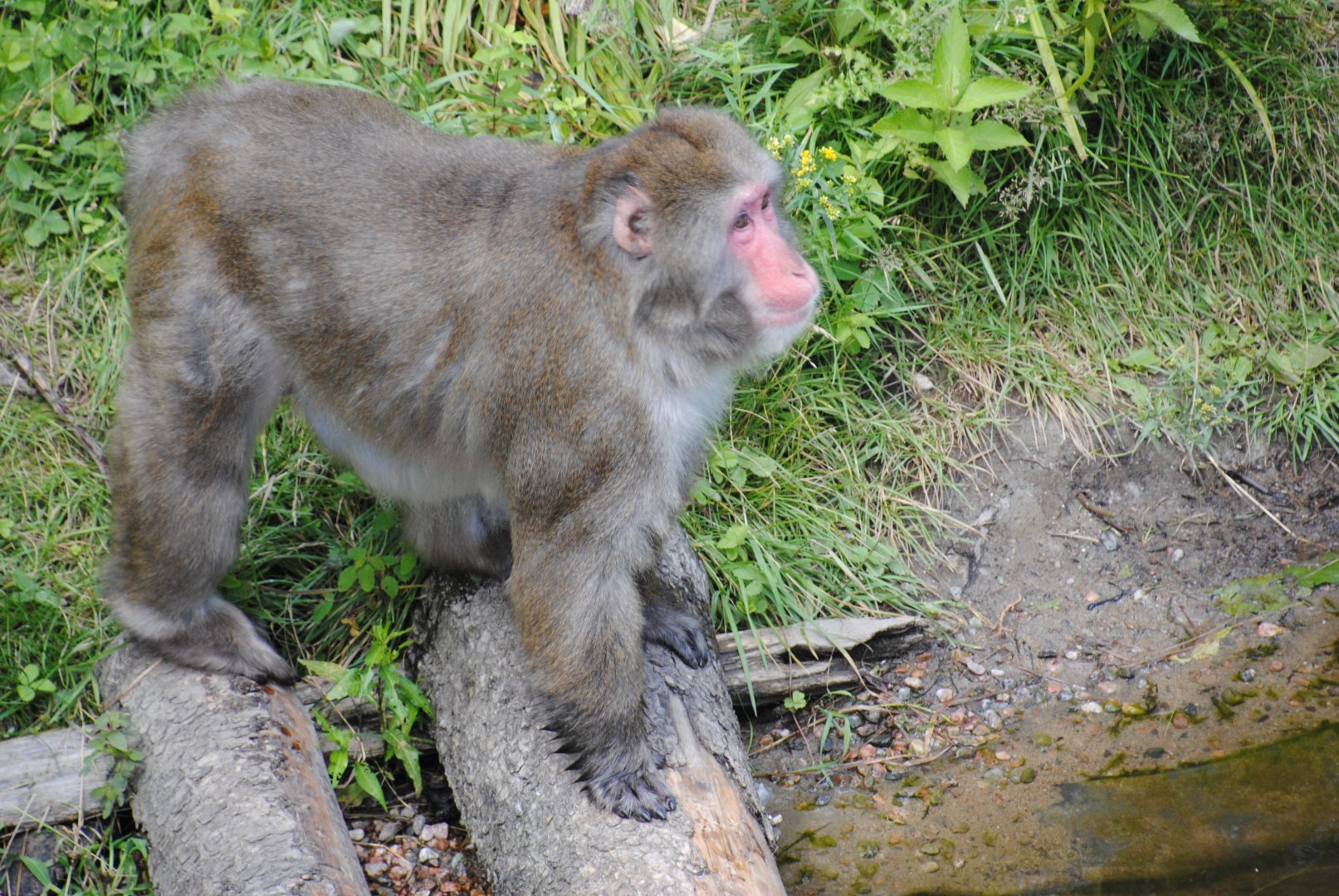 Japanese Macaque (Asia section)