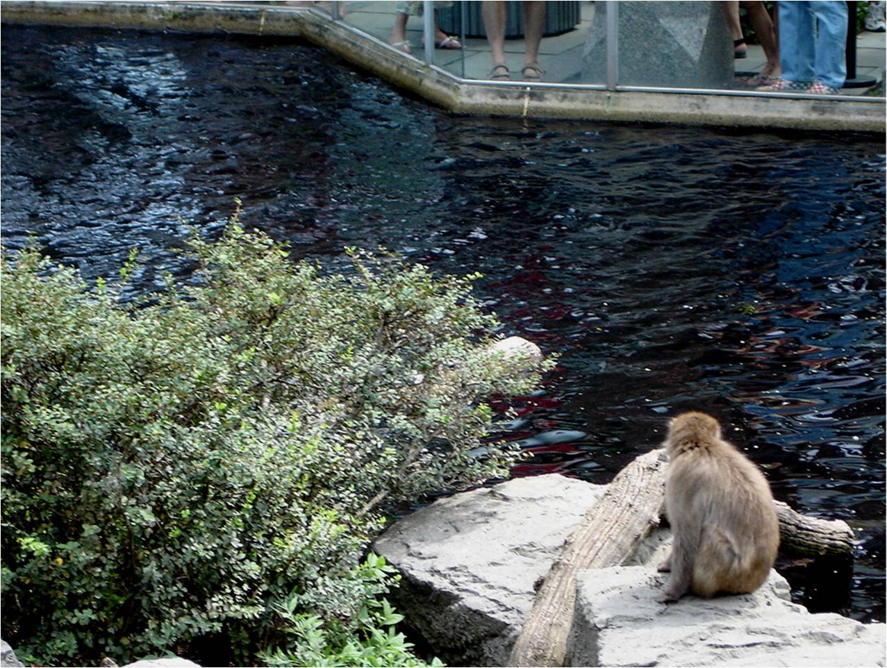 Japanese Macaque at Central Park Zoo, 10/08/08