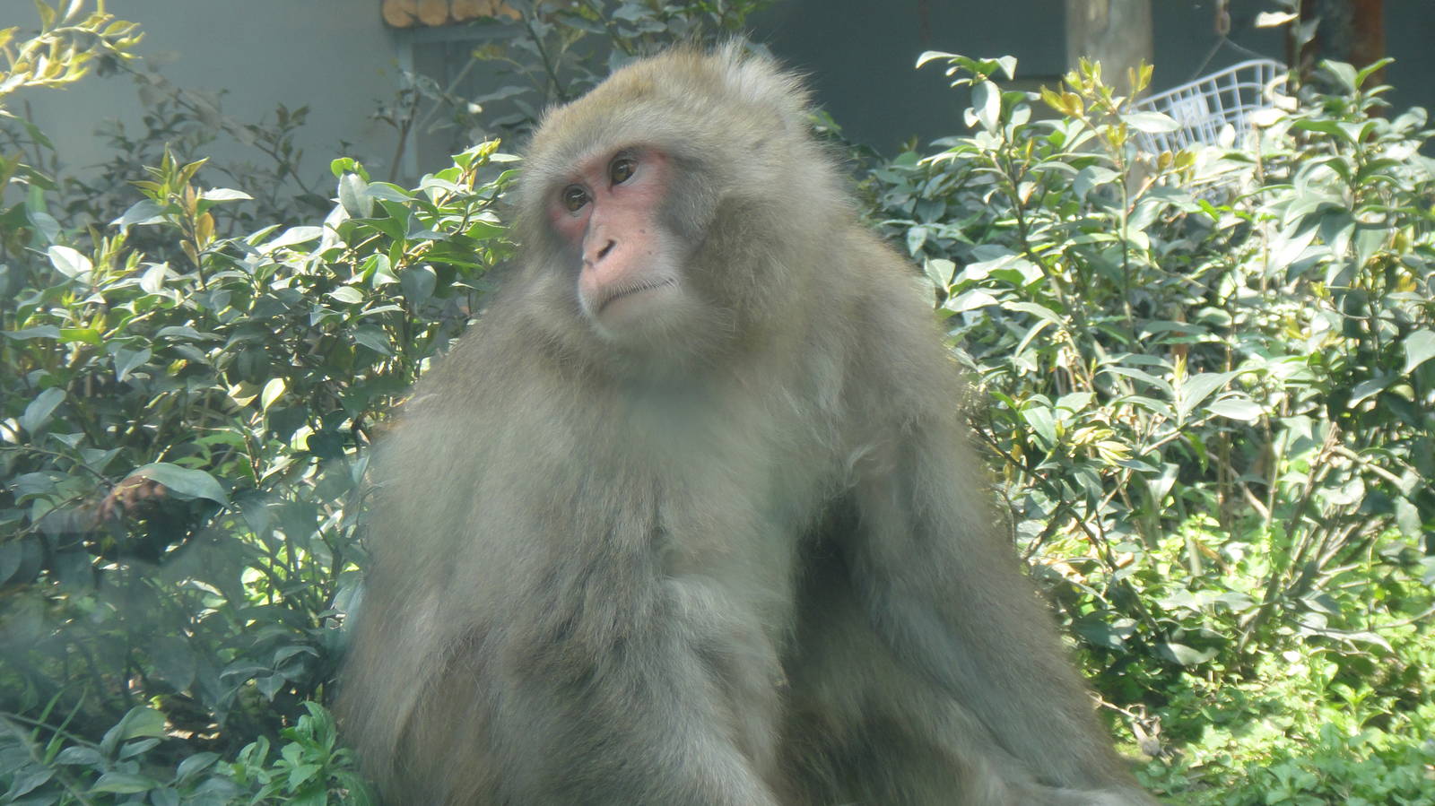 Japanese macaque at Chengdu zoo 2013-3-24