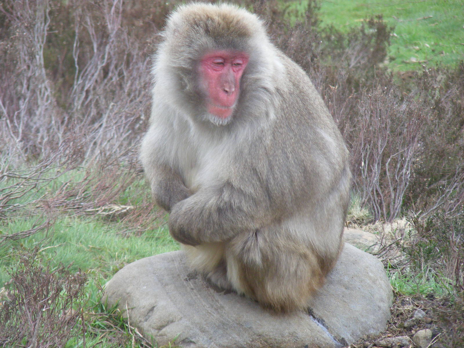 Japanese macaque at Highland Wildlife Park, 17 May 2010