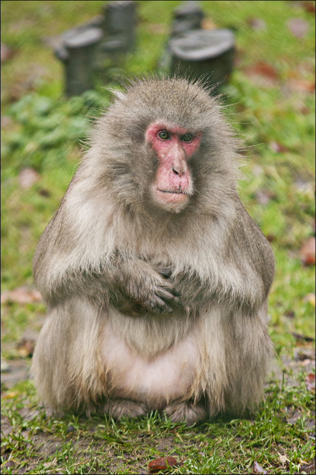 Japanese macaque at Zoo in der Wingst