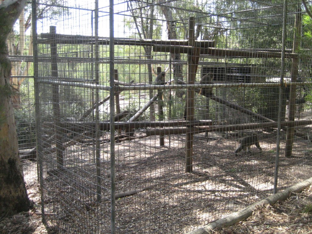 Japanese Macaque cage