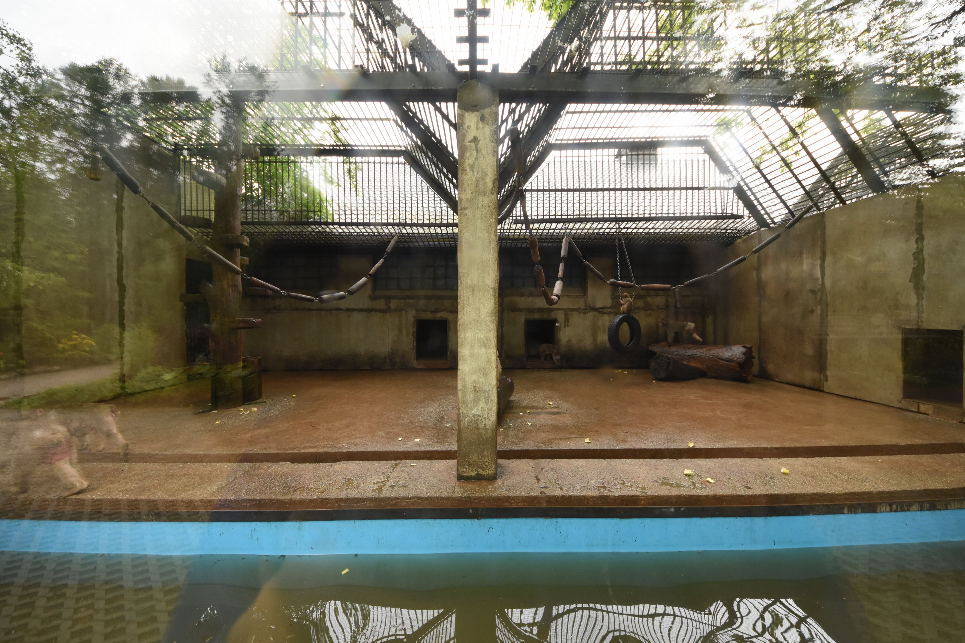 Japanese macaque cage
