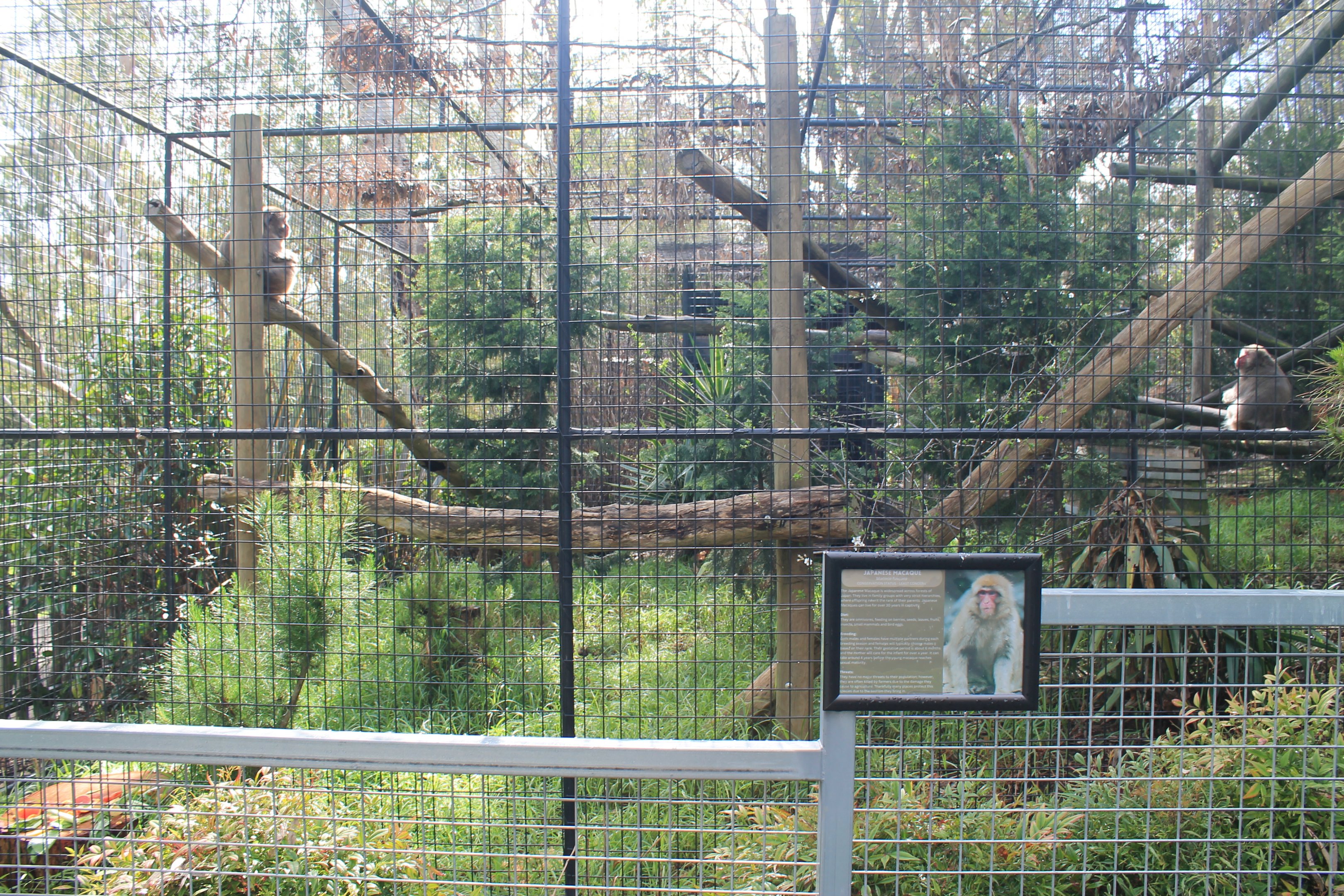 Japanese Macaque cage