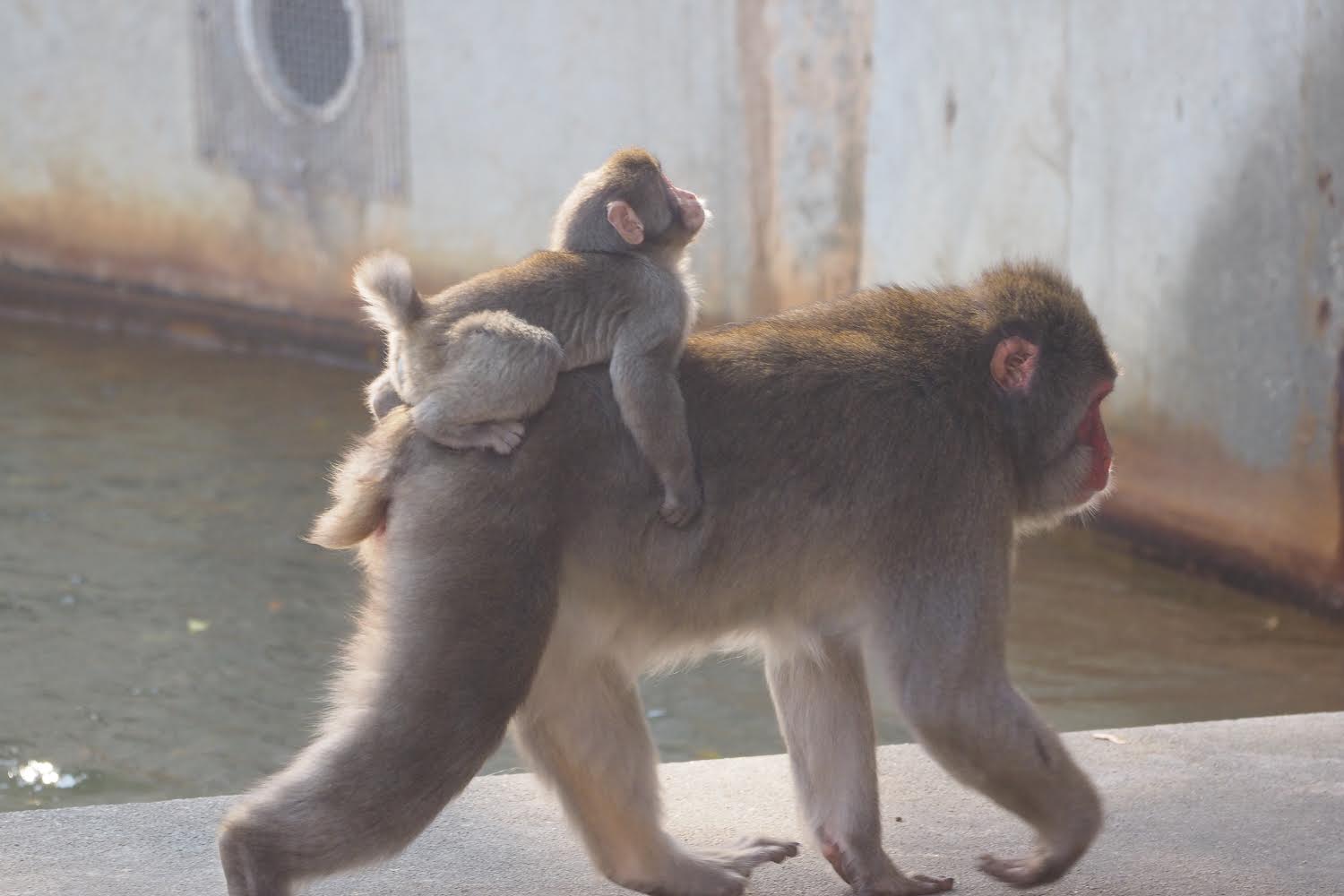Japanese macaque carrying offspring
