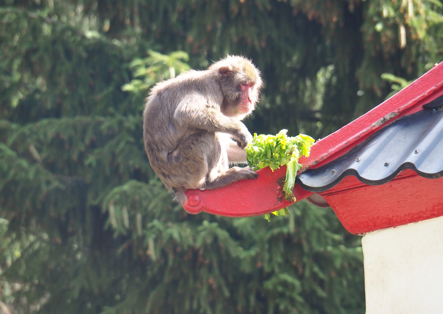 Japanese macaque eating lettuce