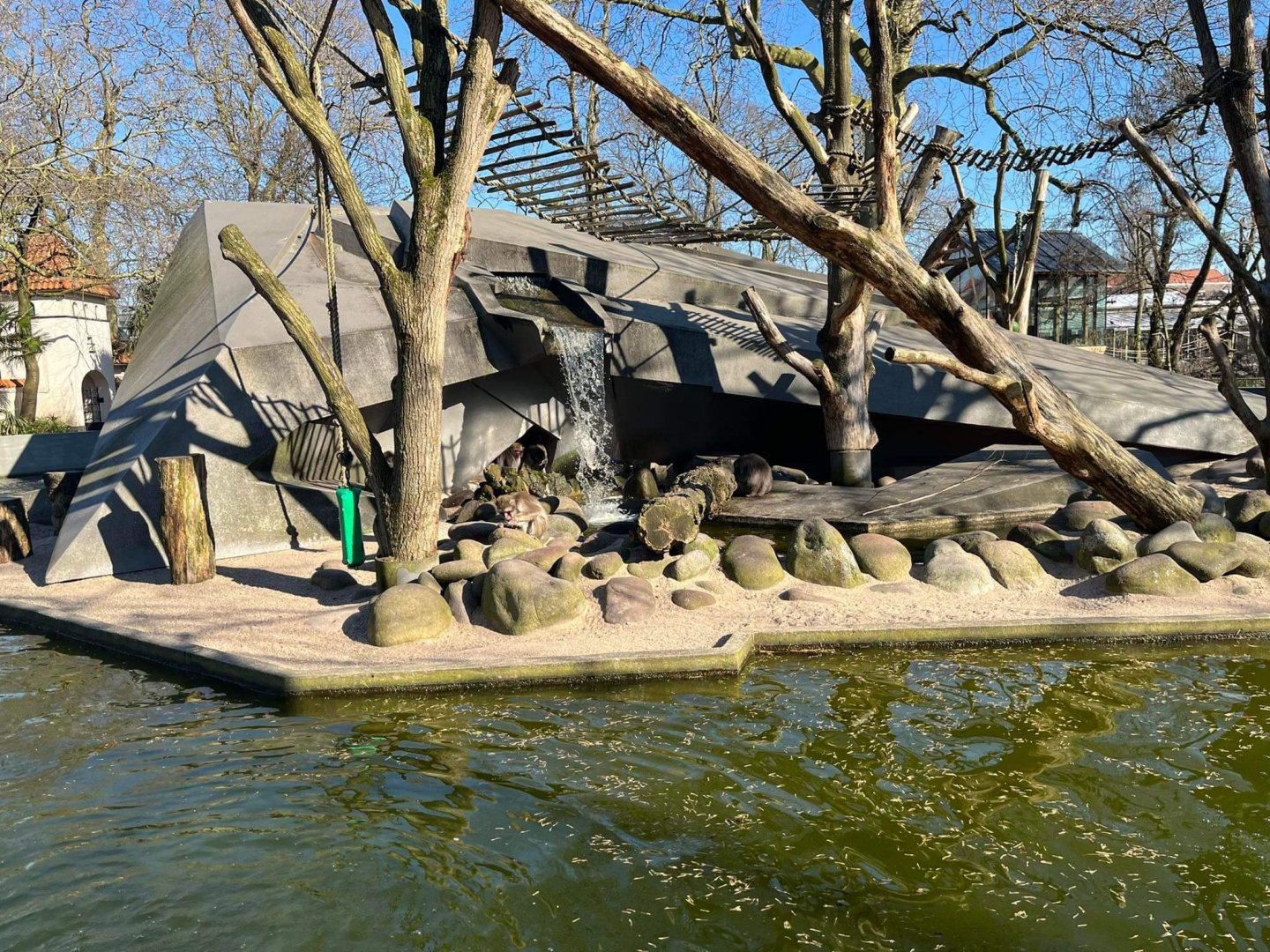 Japanese macaque enclosure at Artis