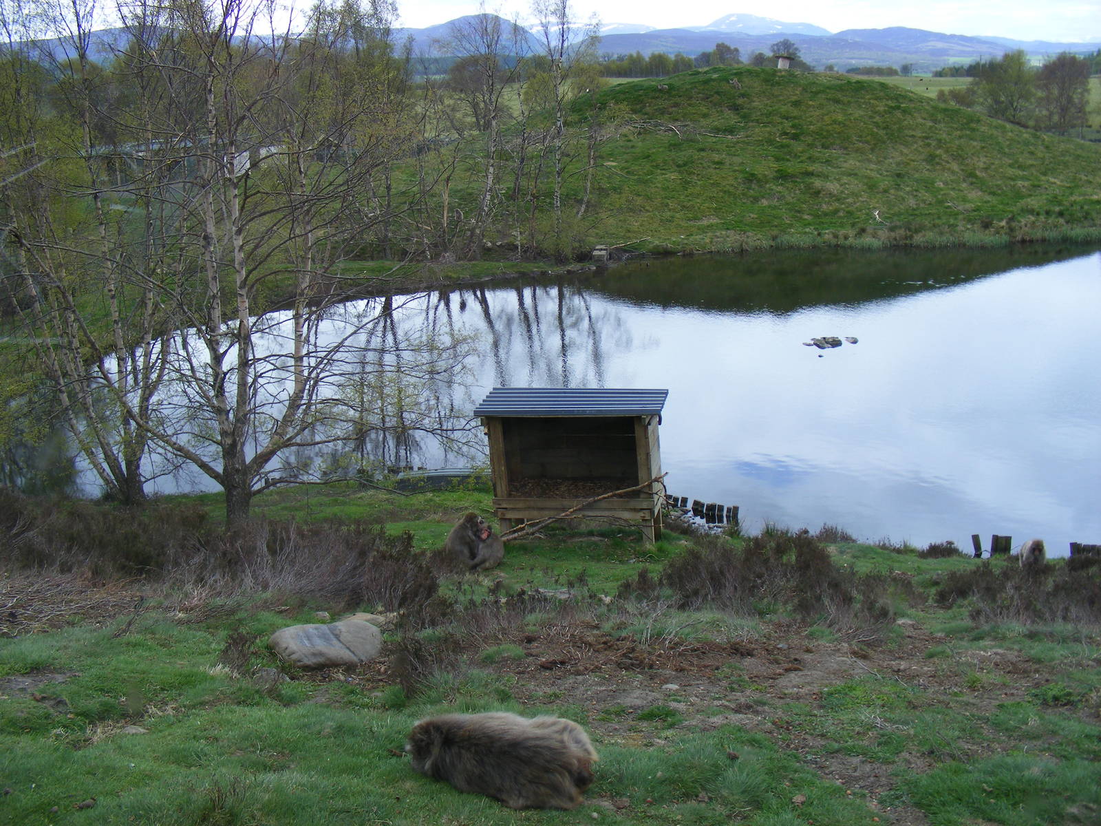 Japanese macaque enclosure at Highland Wildlife Park, 17 May 2010