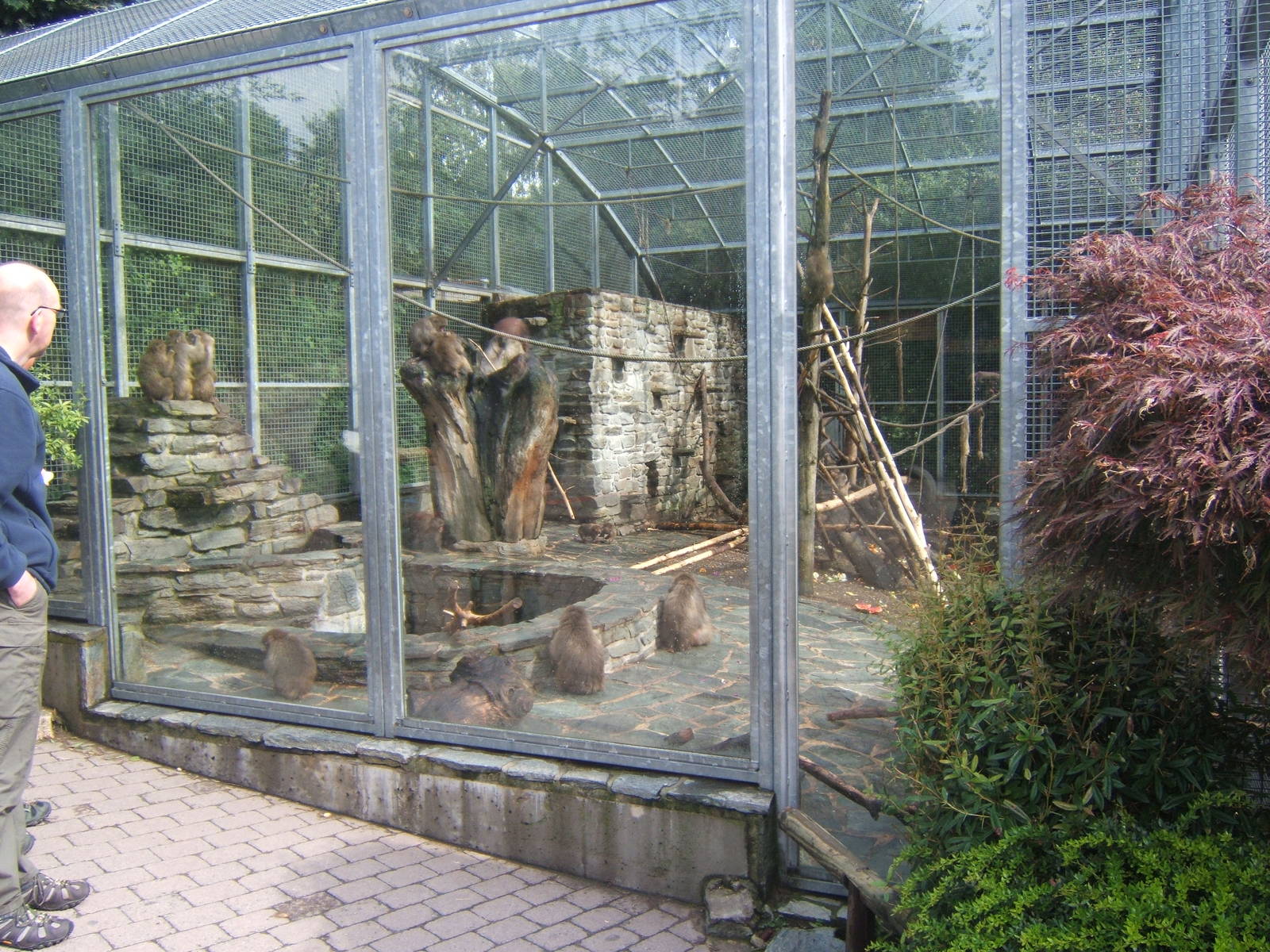 Japanese Macaque enclosure