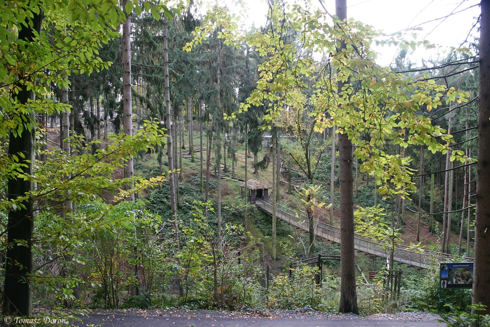 Japanese Macaque enclosure