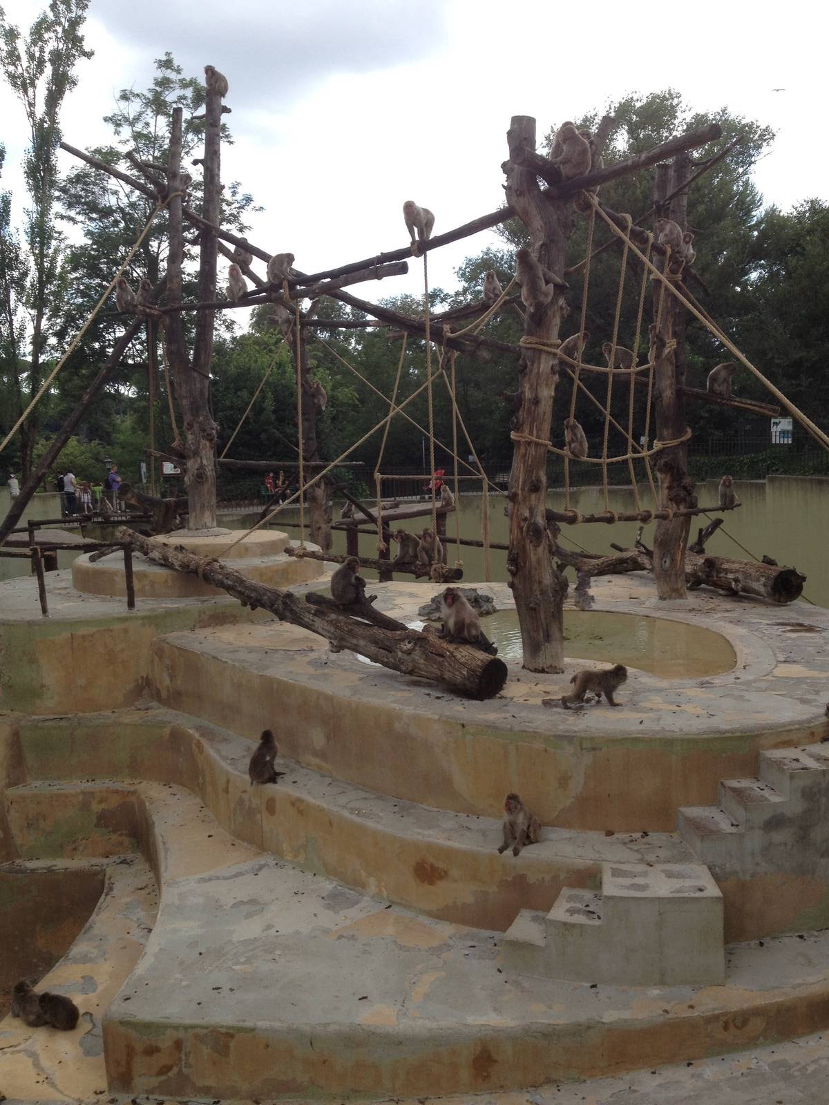 Japanese Macaque Enclosure