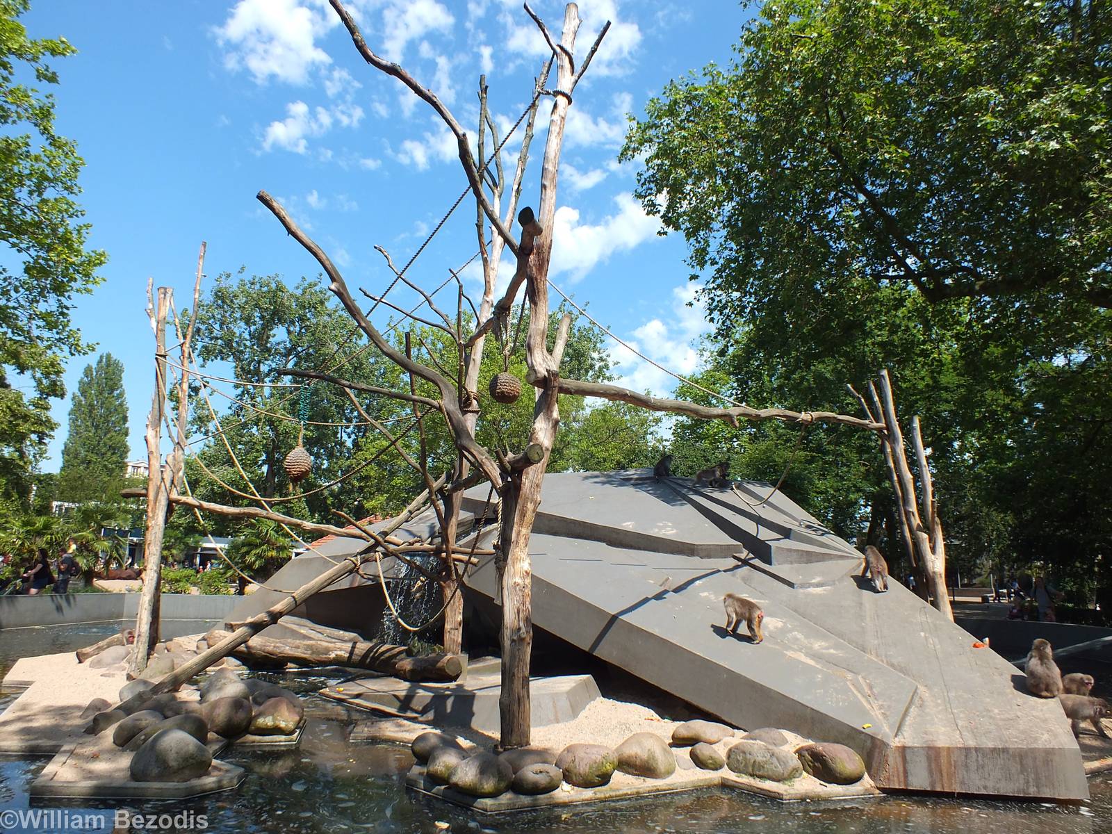 Japanese Macaque Enclosure
