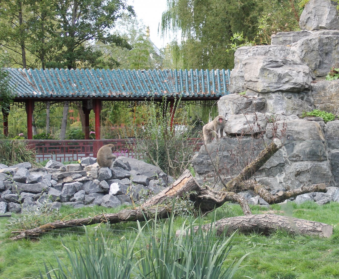 Japanese macaque enclosure