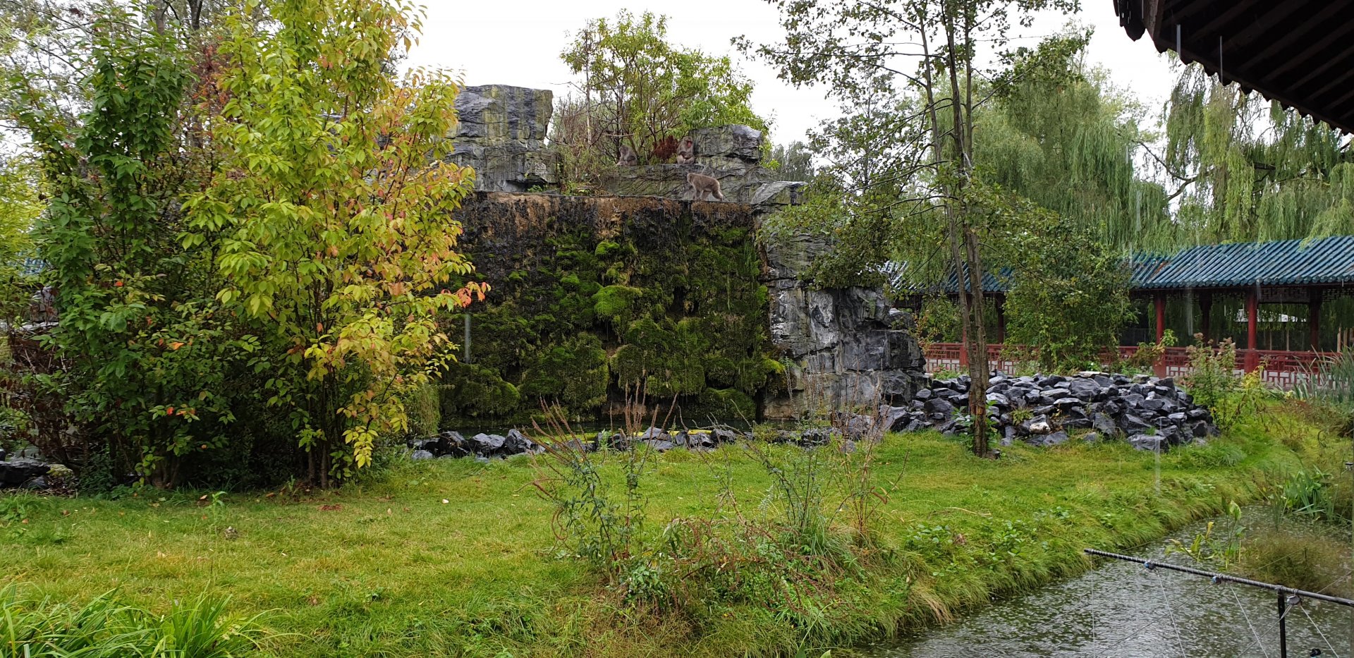 Japanese macaque enclosure