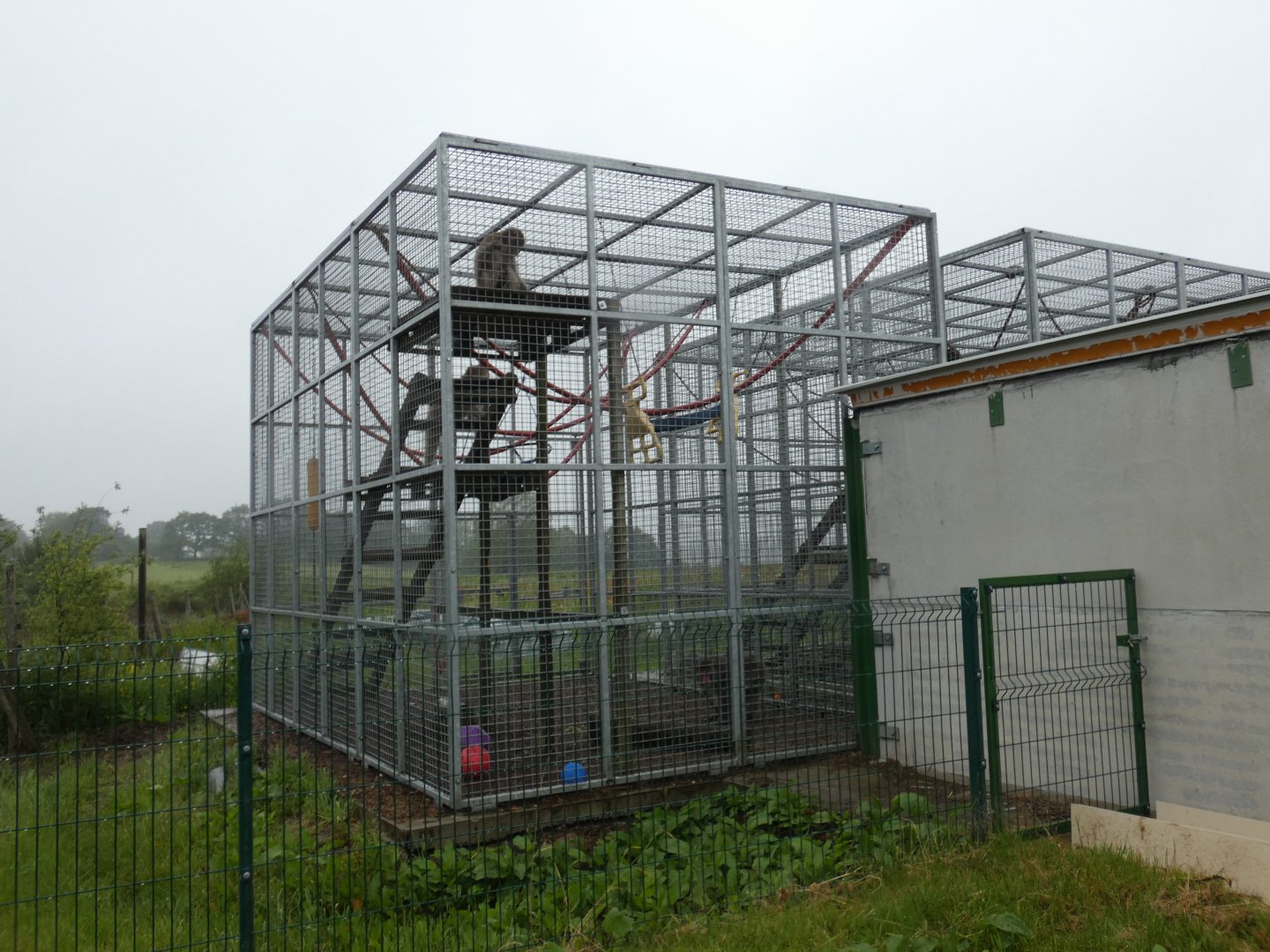 Japanese macaque enclosure