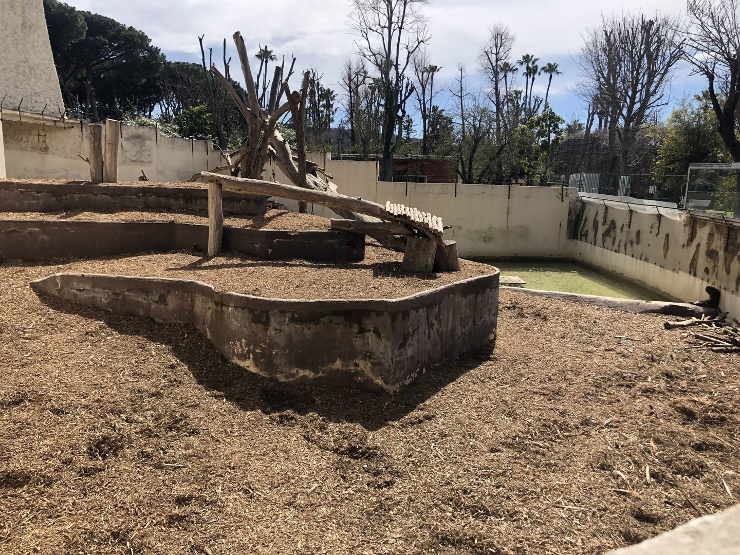 Japanese Macaque Enclosure