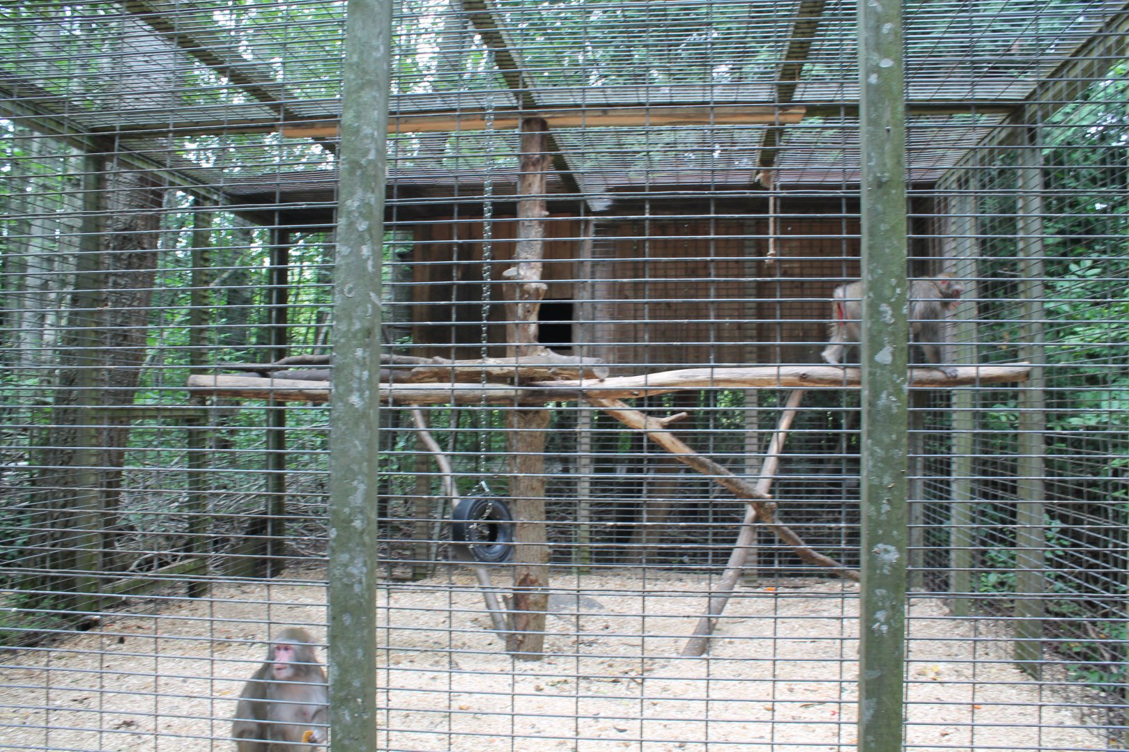 Japanese macaque enclosure