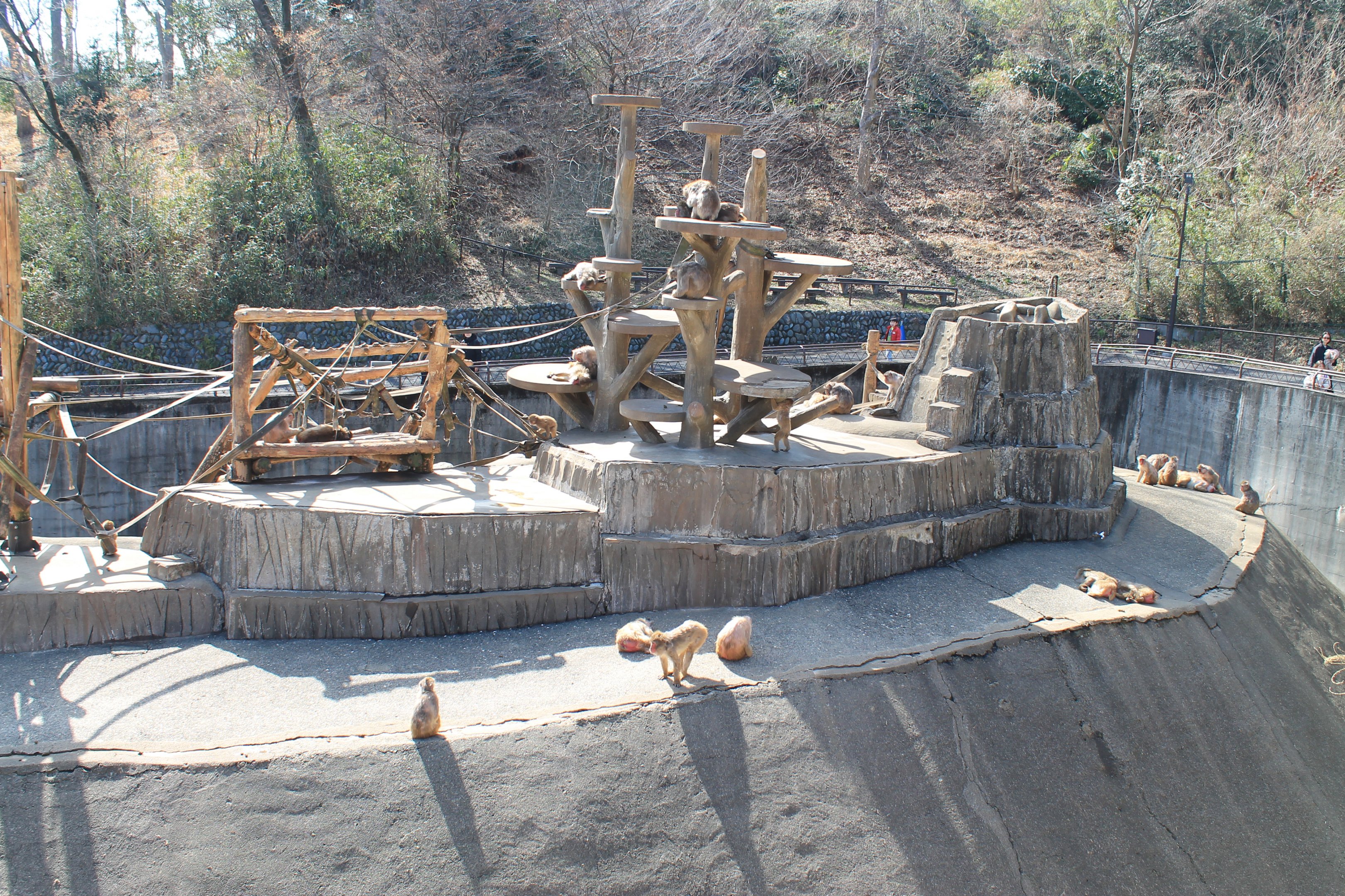 Japanese Macaque enclosure