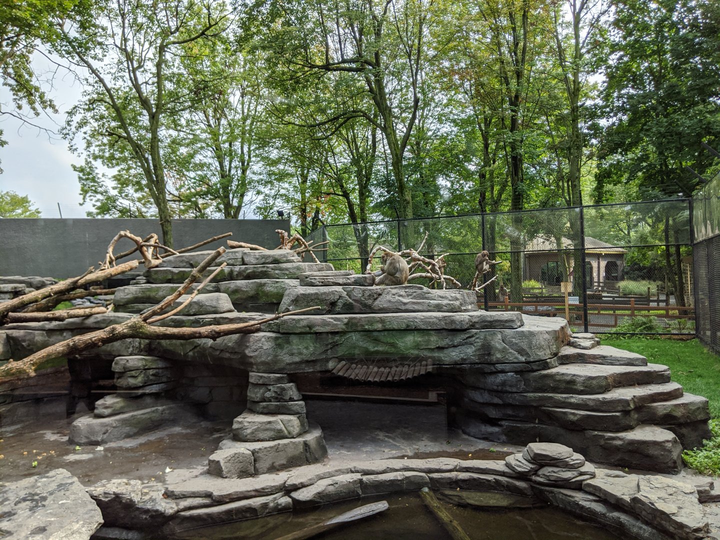 Japanese Macaque exhibit 1 - 24-08-2020