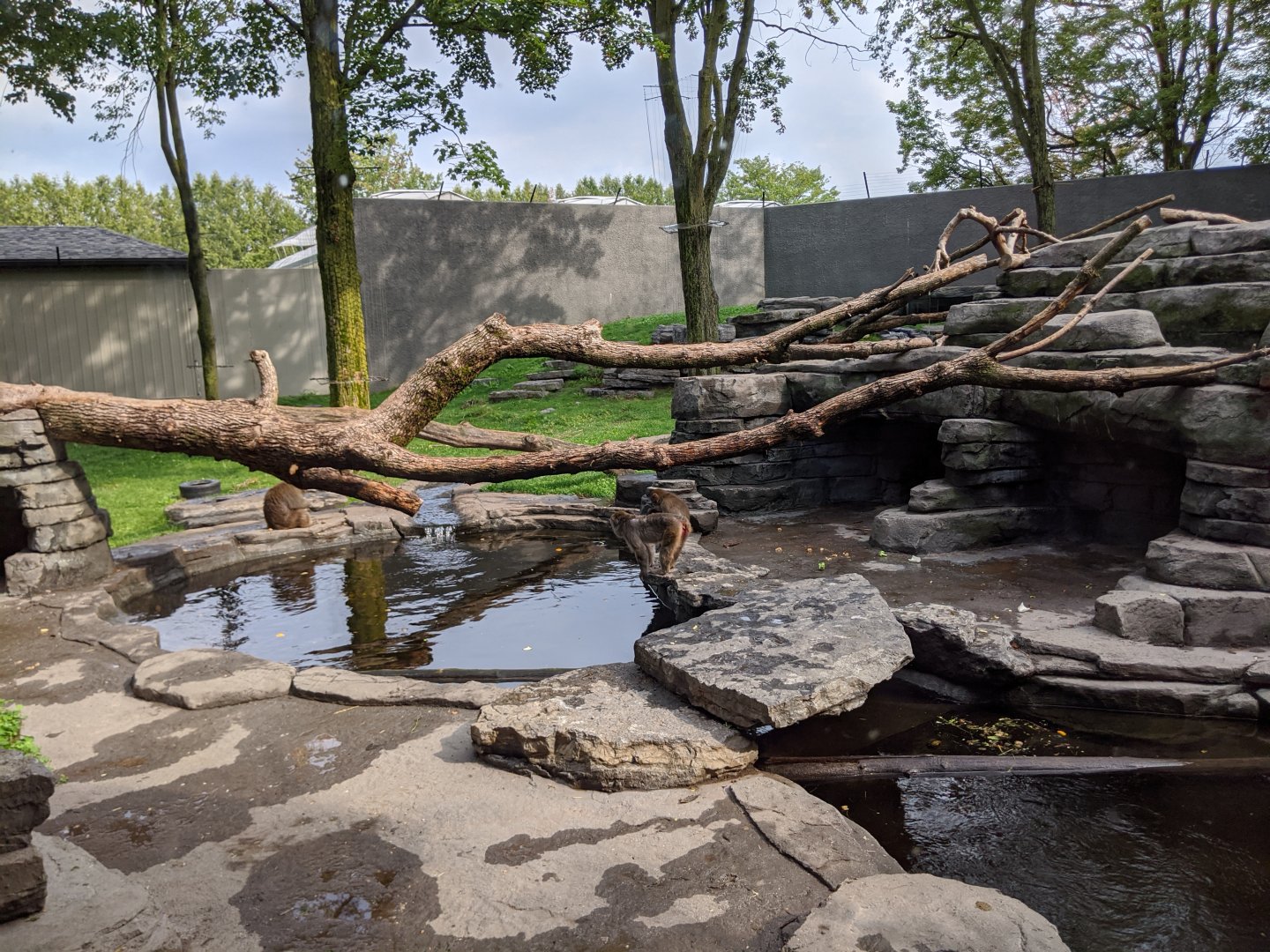Japanese Macaque exhibit 2 - 24-08-2020