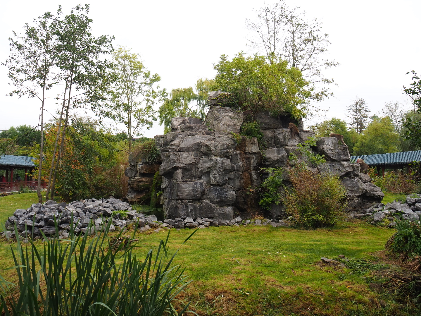 Japanese macaque exhibit, 2019-10-05